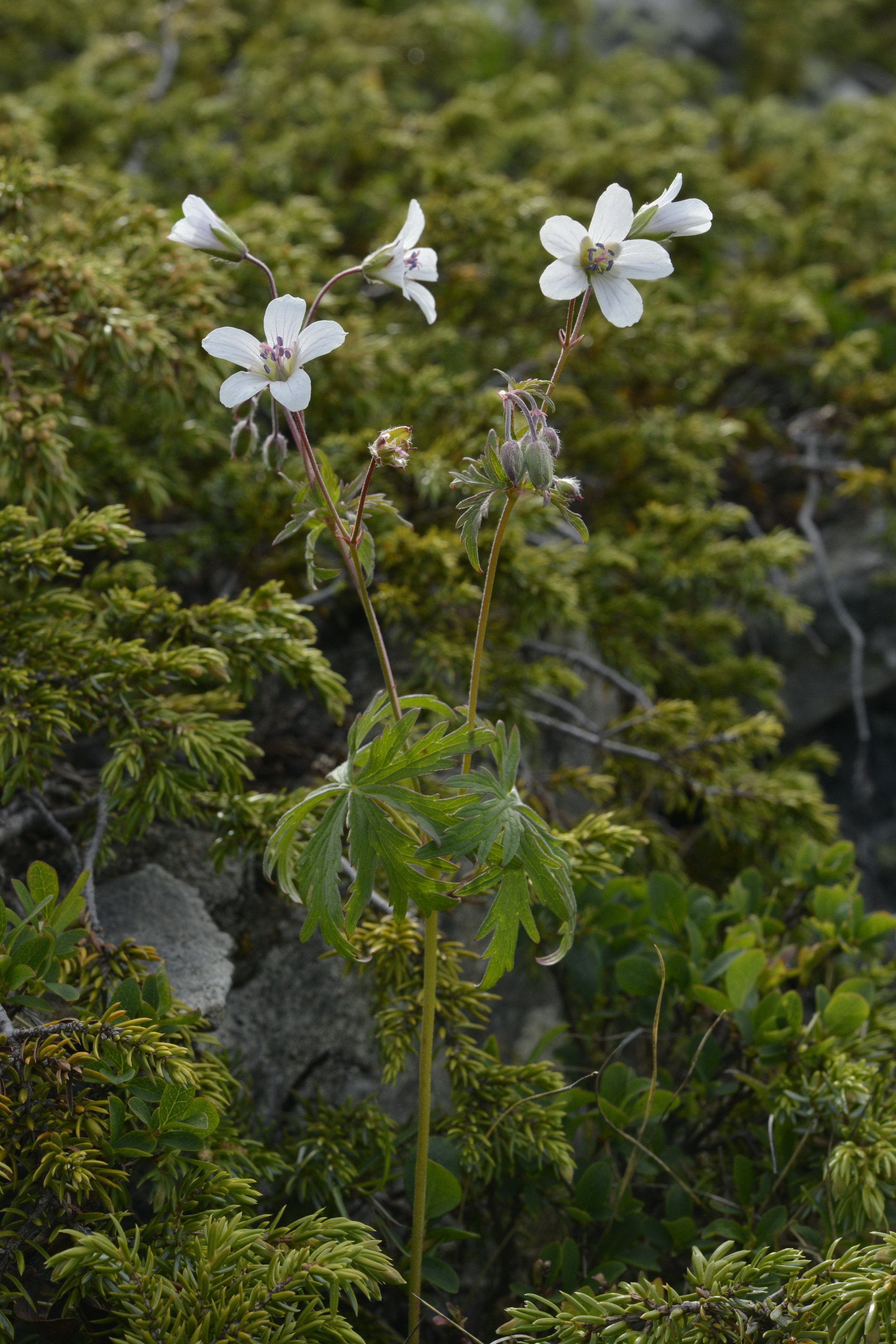 Geranium rivulare Vill.