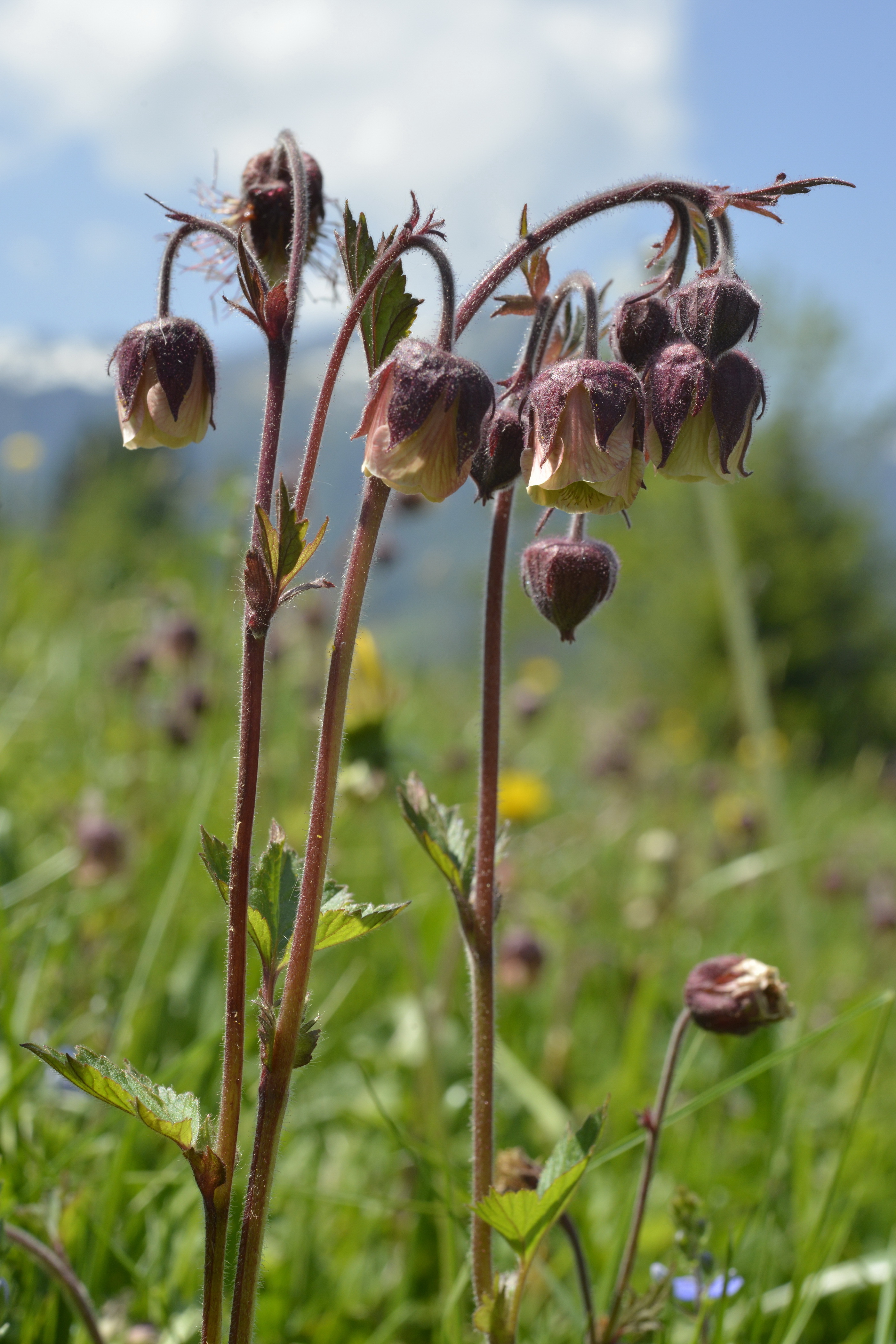Geum rivale L.