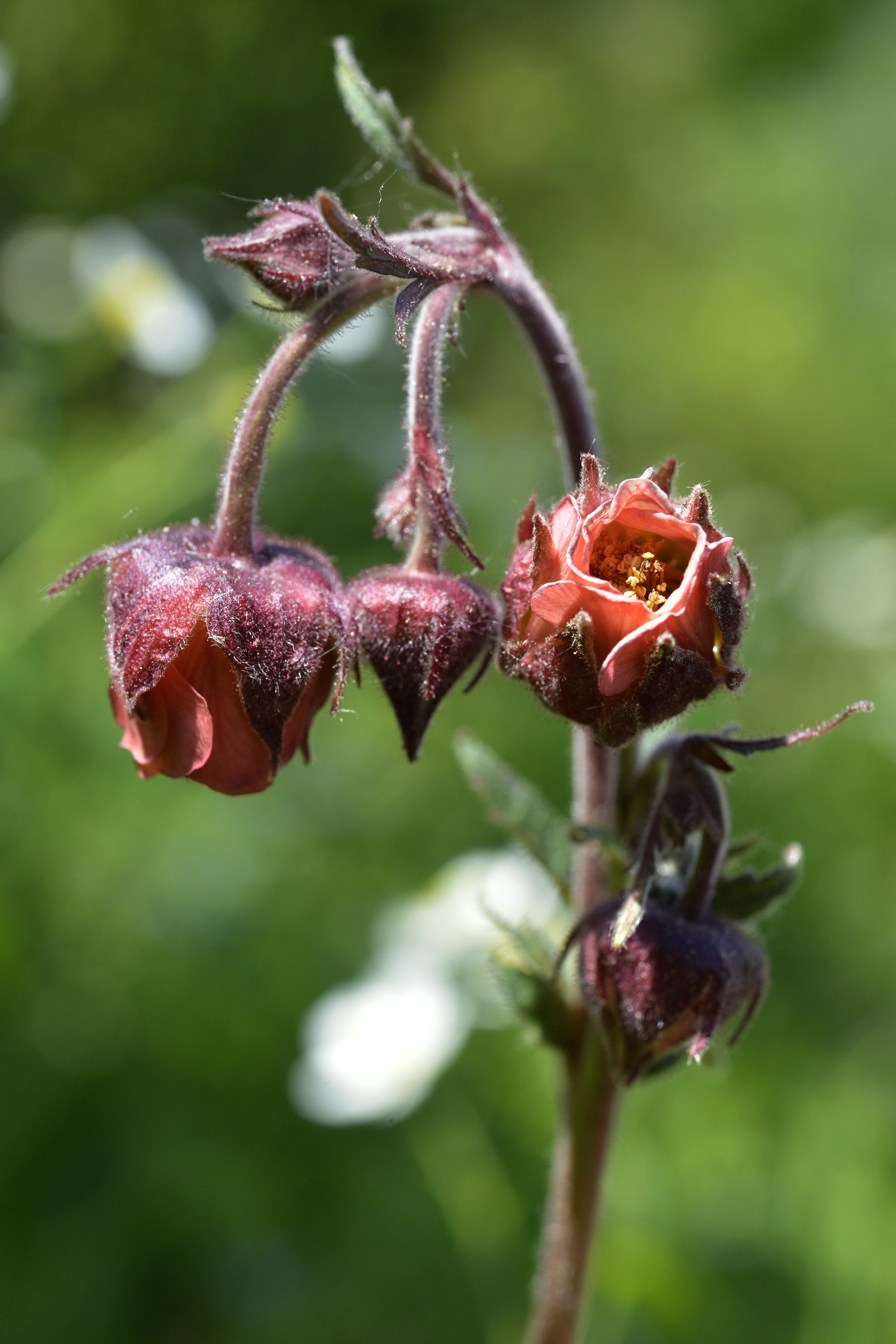 Geum rivale L.