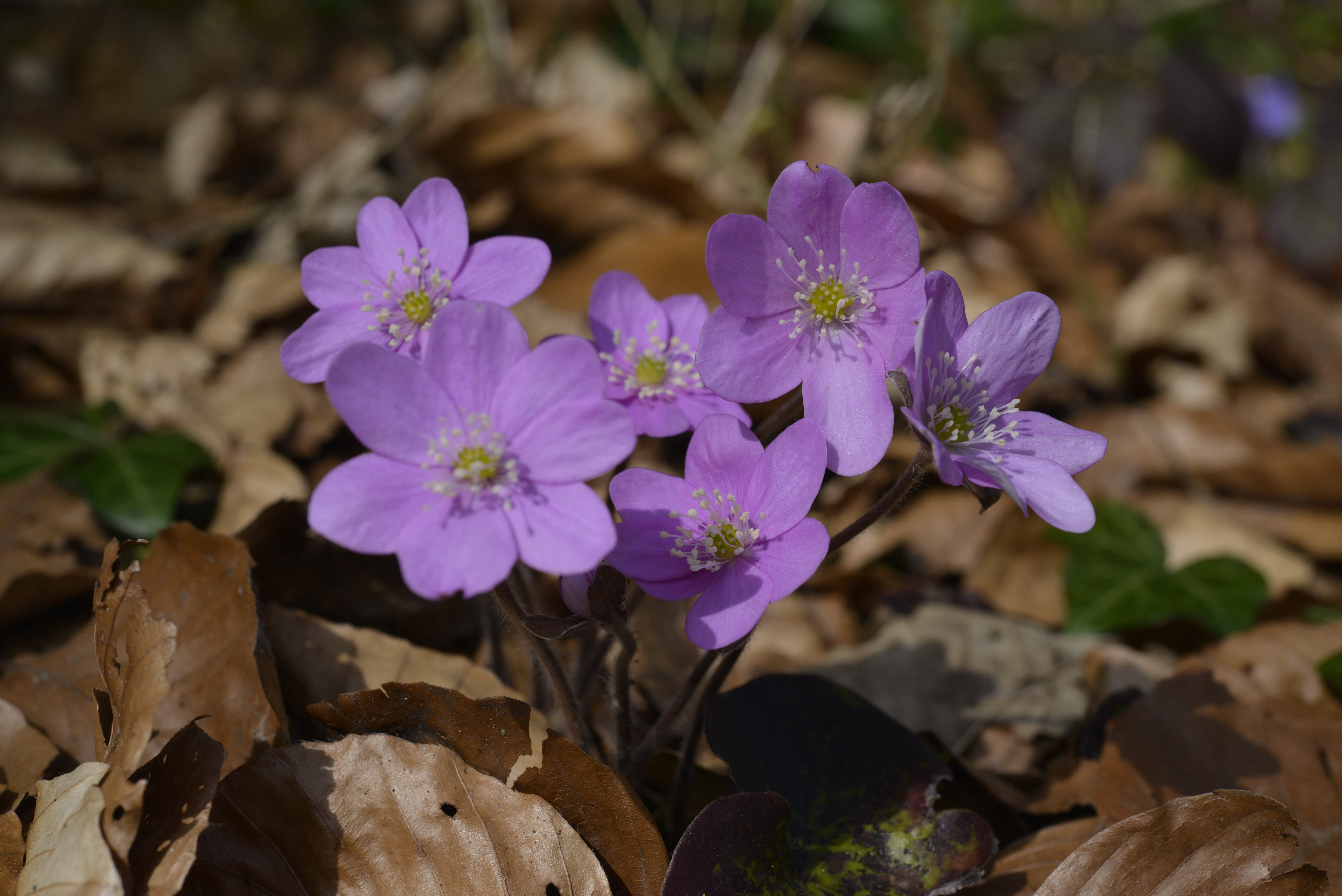 Hepatica nobilis Schreb.