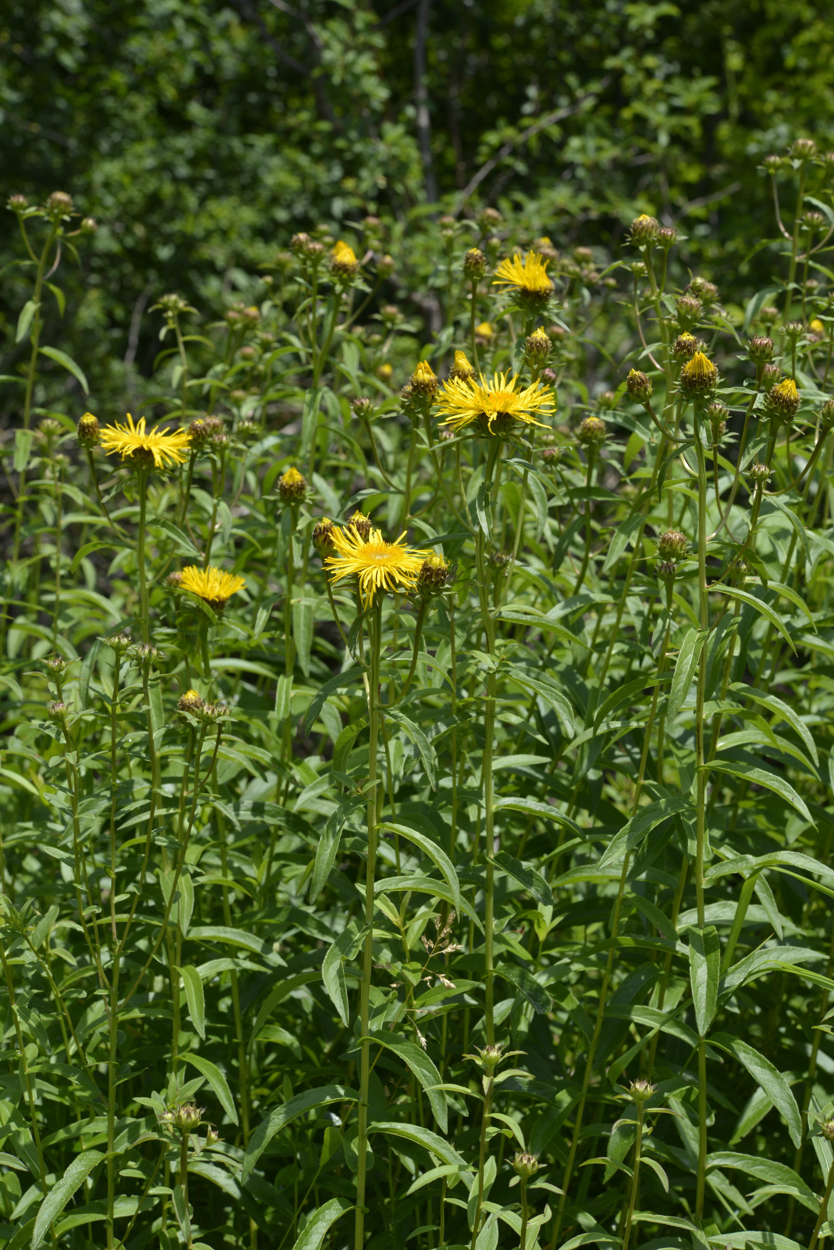 Inula salicina L.