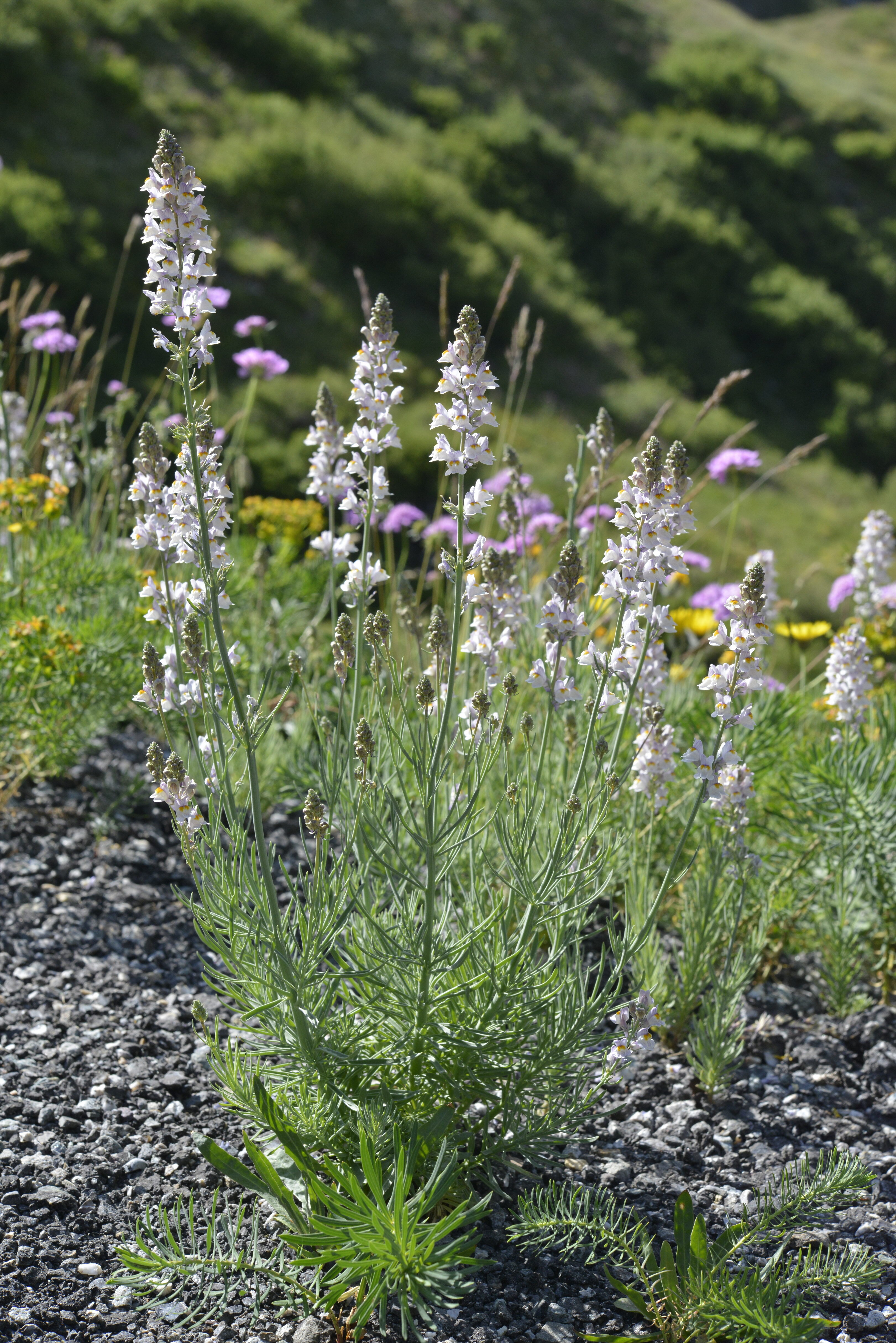 Linaria repens (L.) Mill.