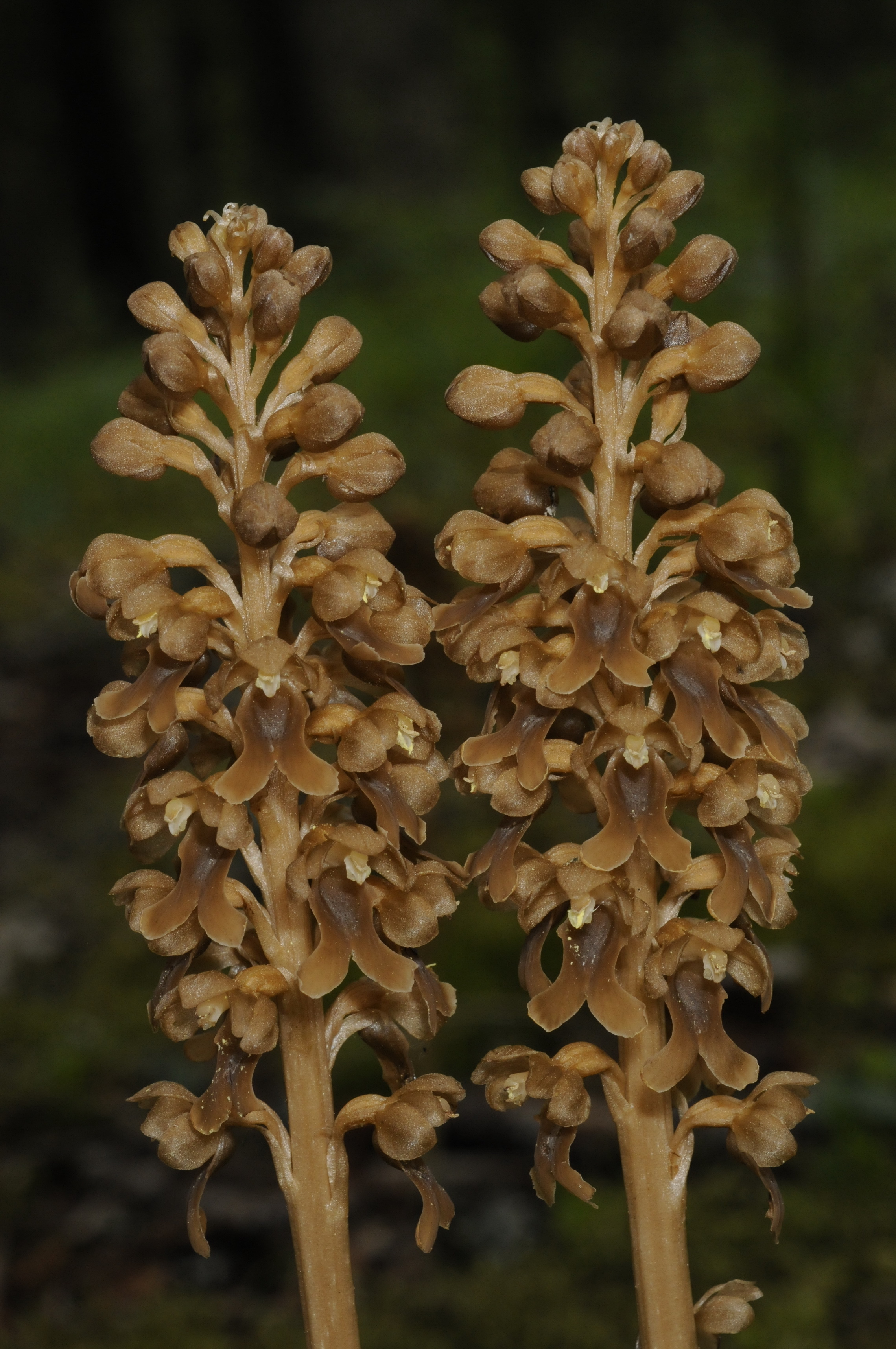 Neottia nidus-avis (L.) Rich.