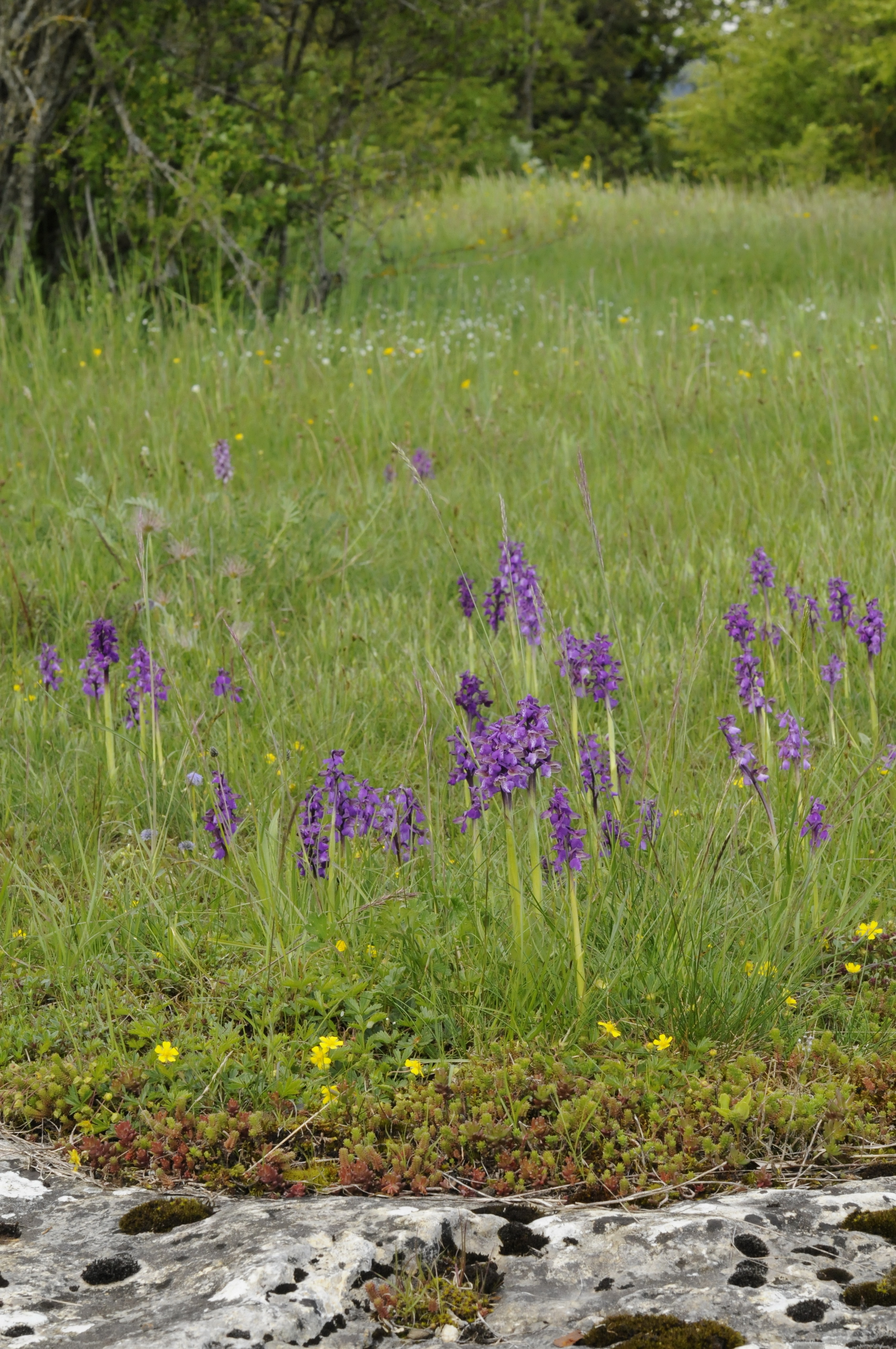 Orchis morio L.