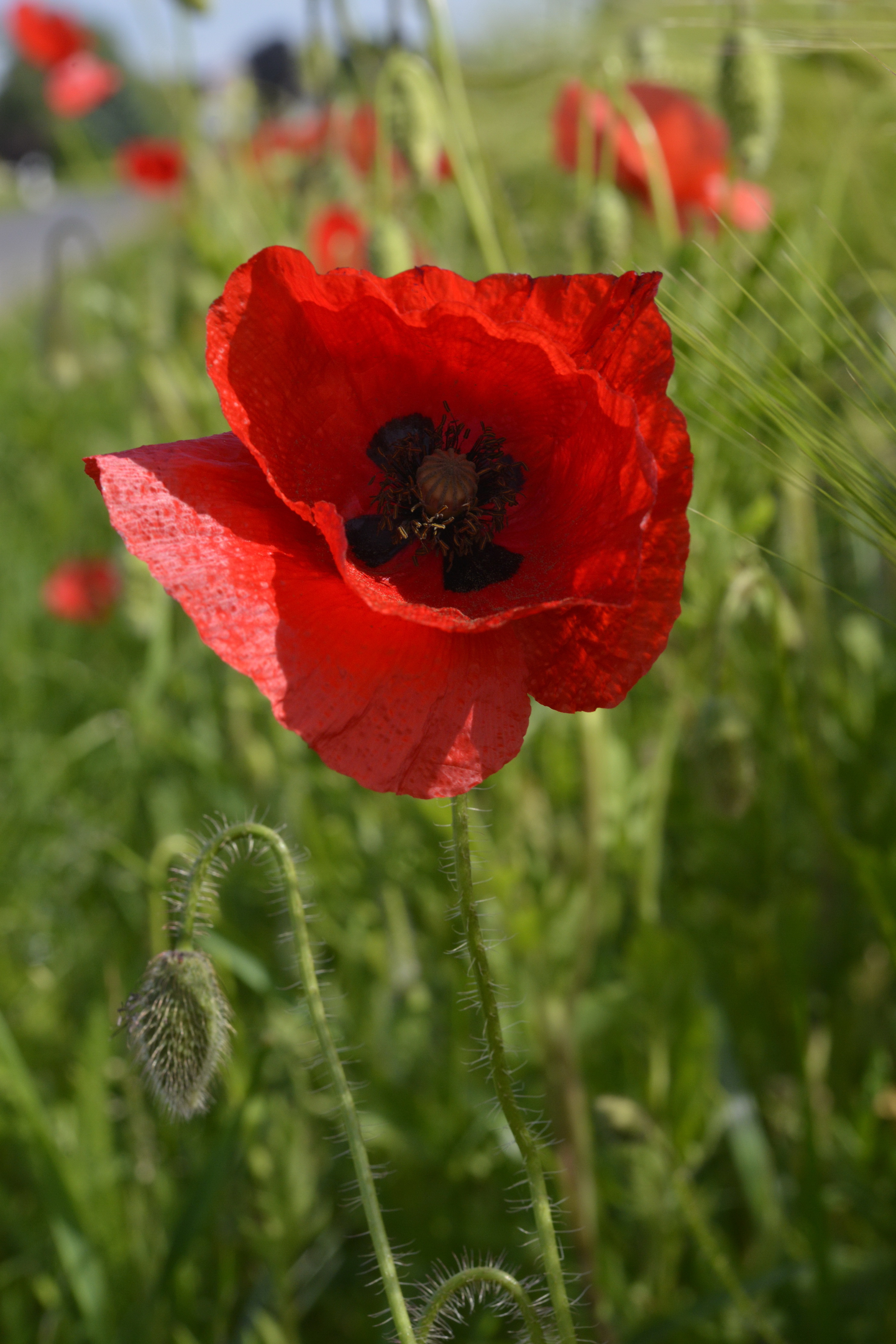 Papaver rhoeas L.