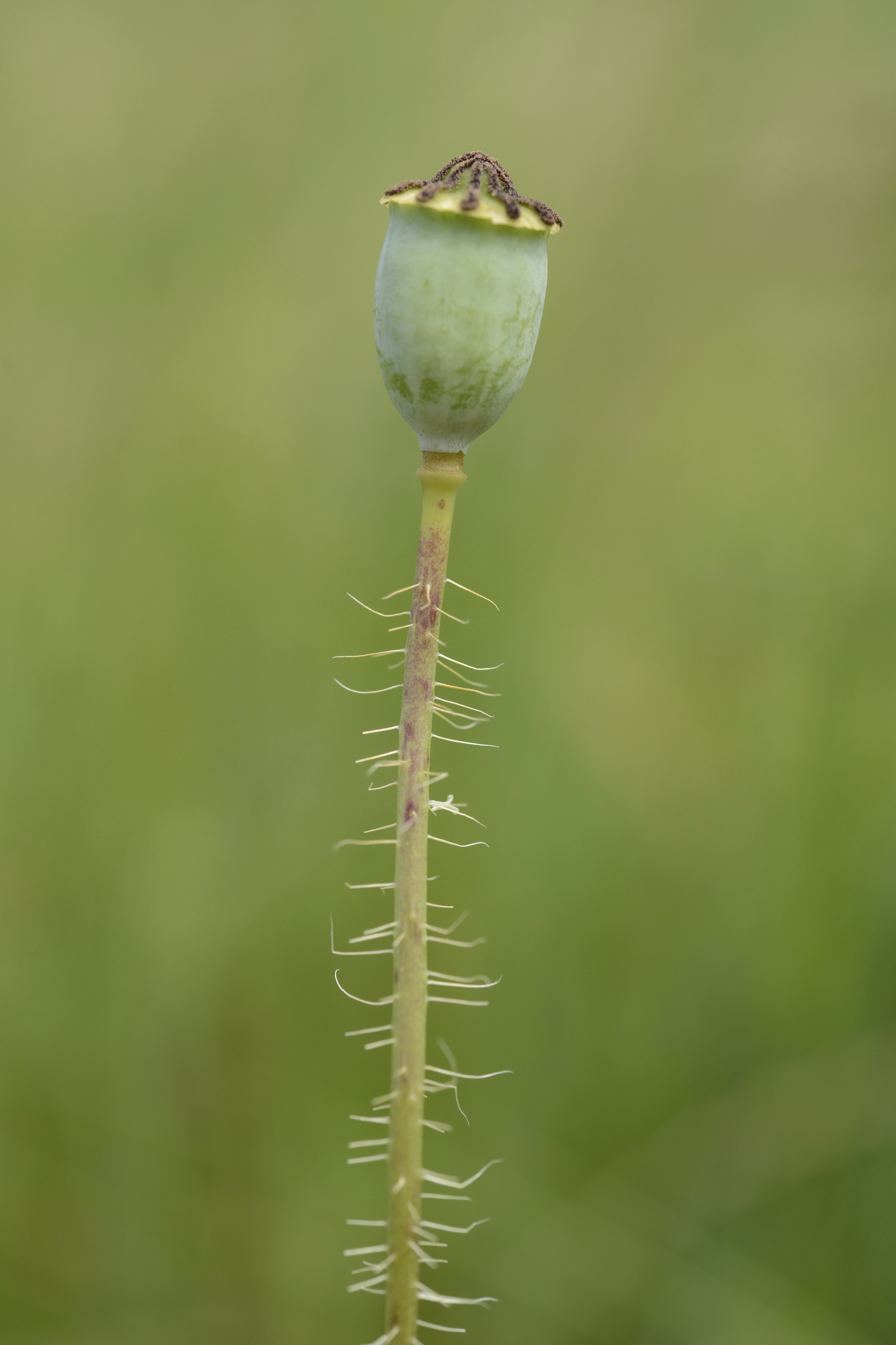 Papaver rhoeas L.