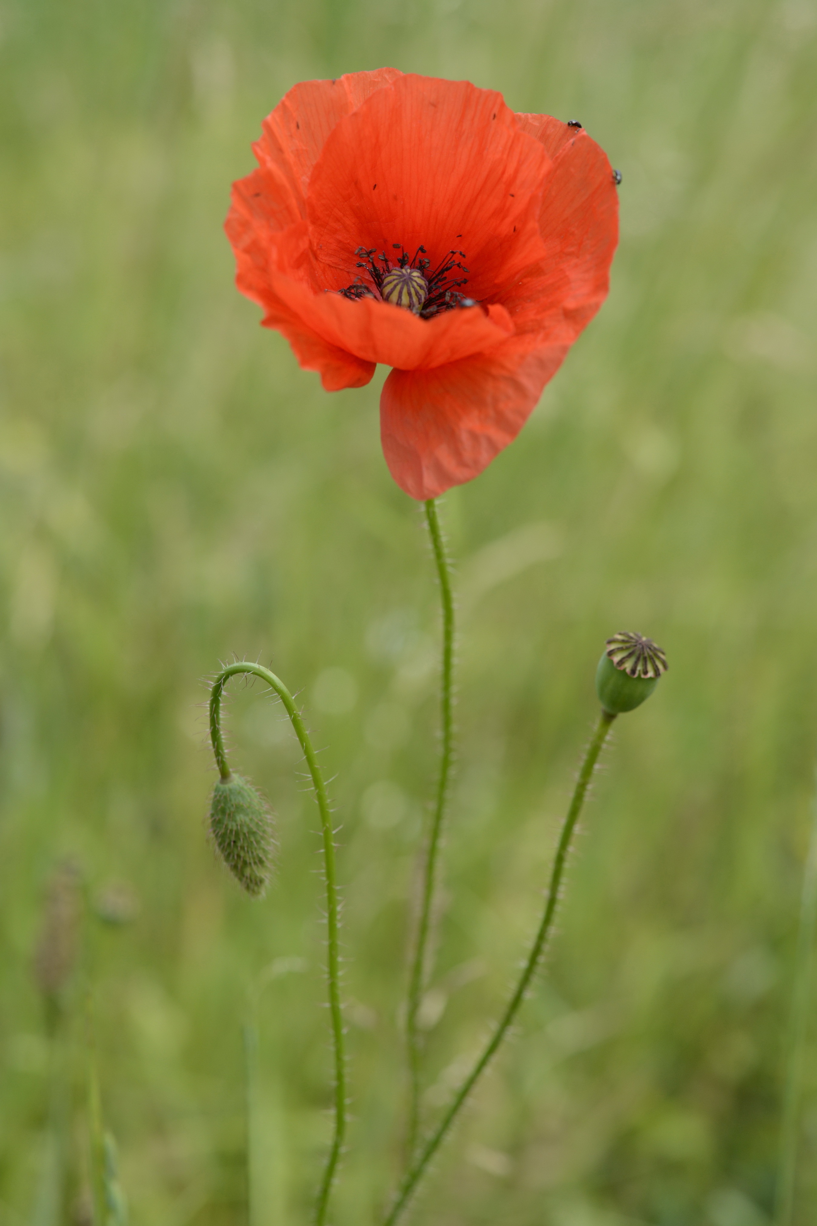 Papaver rhoeas L.