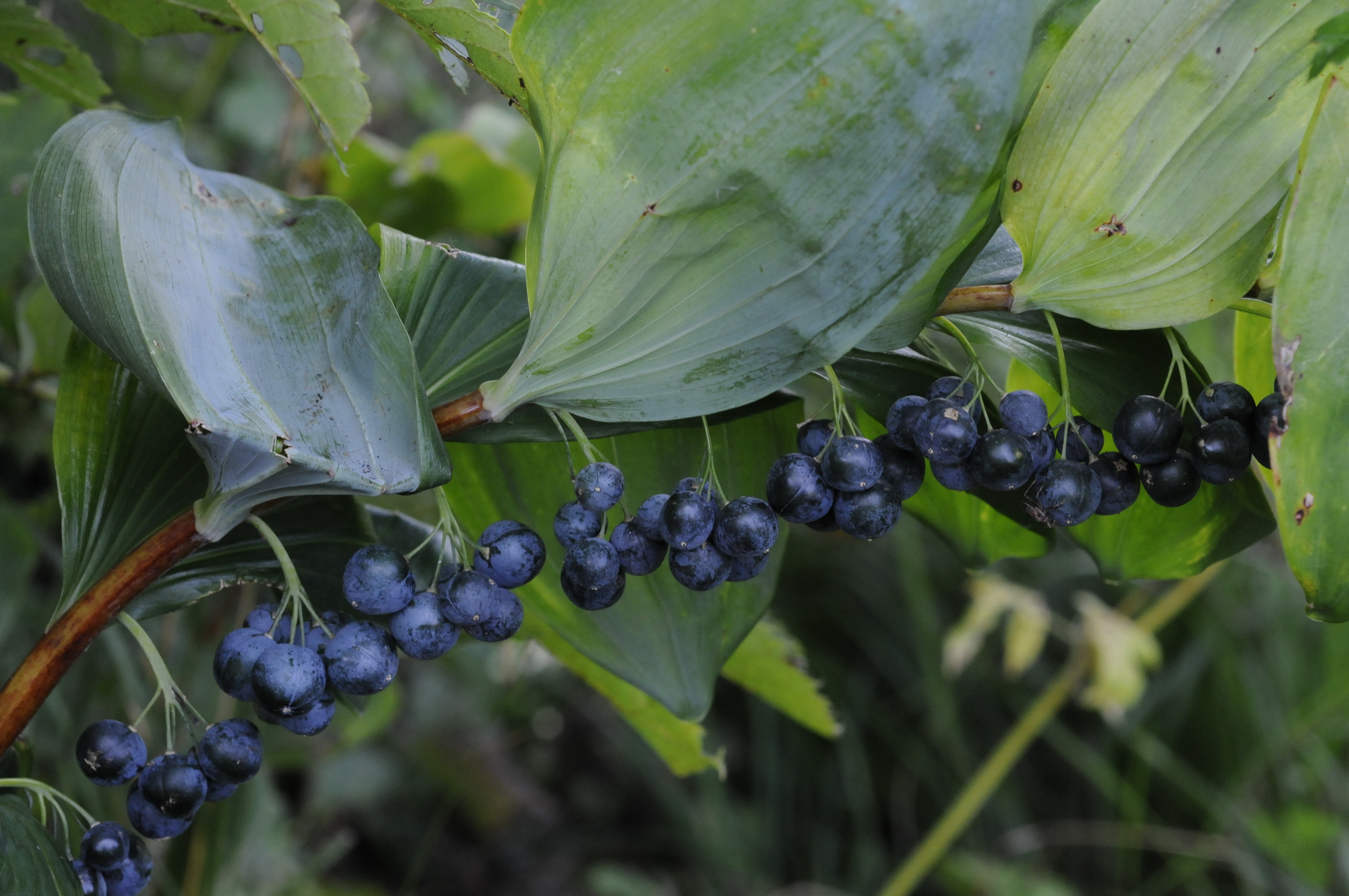 Polygonatum multiflorum (L.) All.