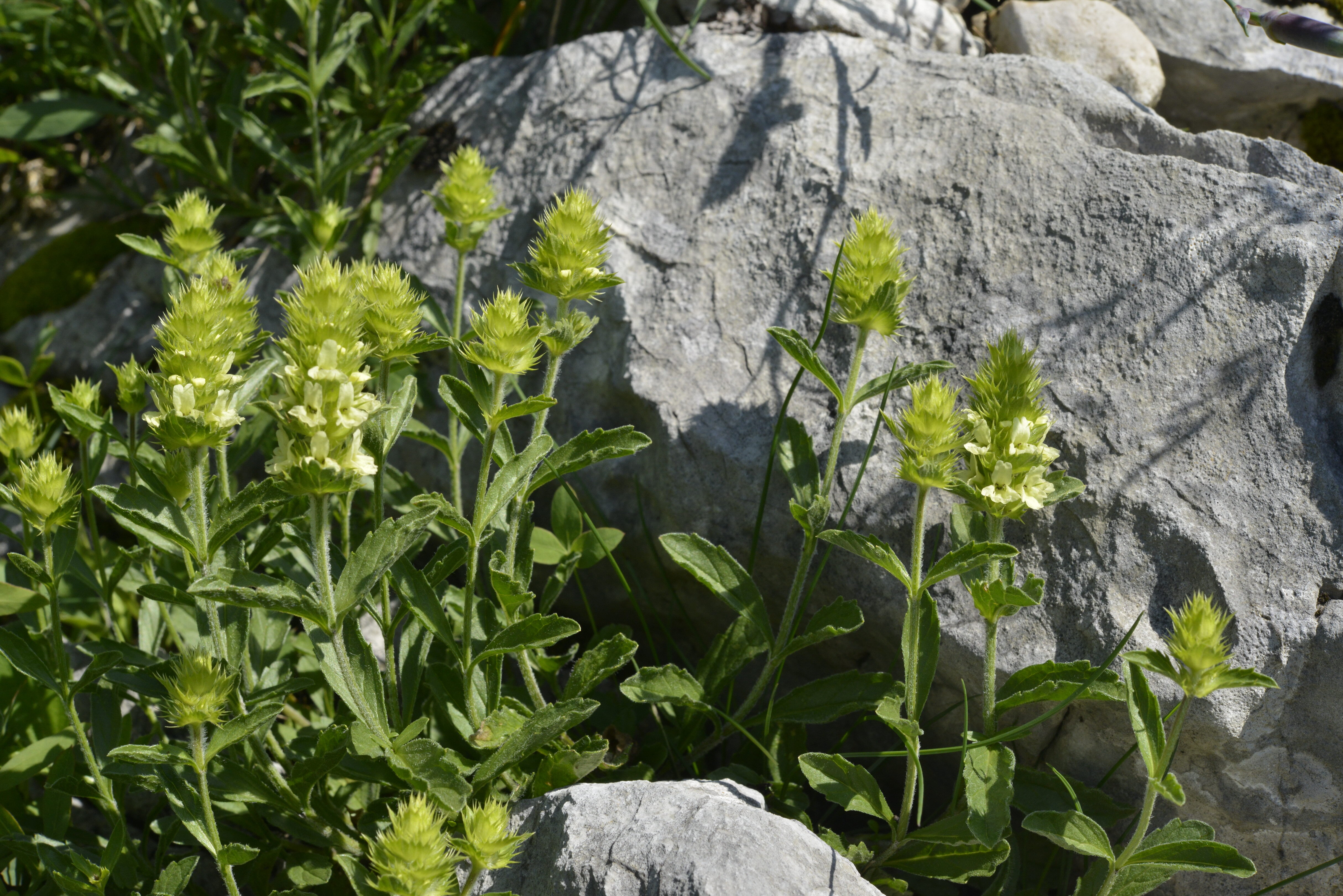 Sideritis hyssopifolia L.