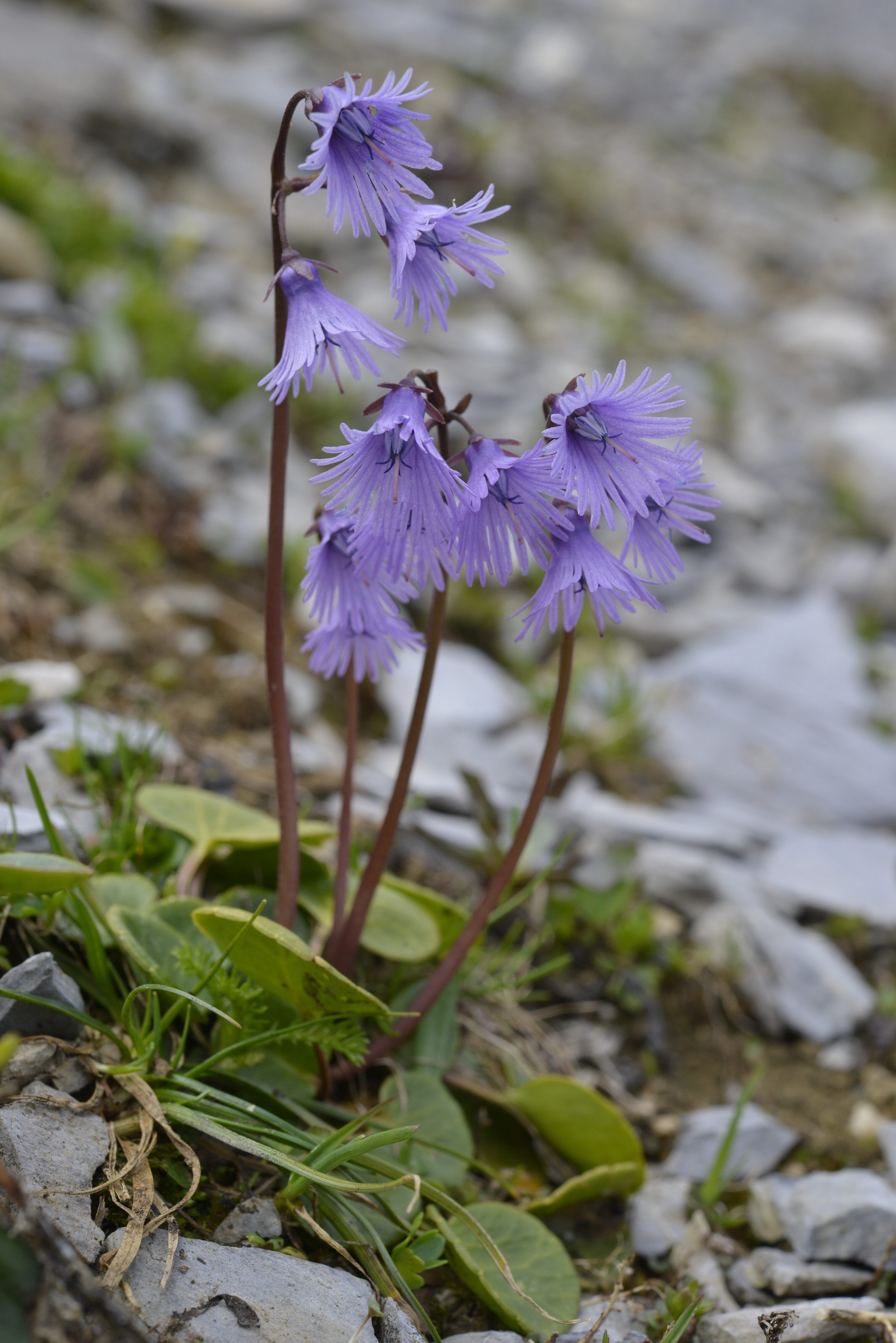 Soldanella alpina L.