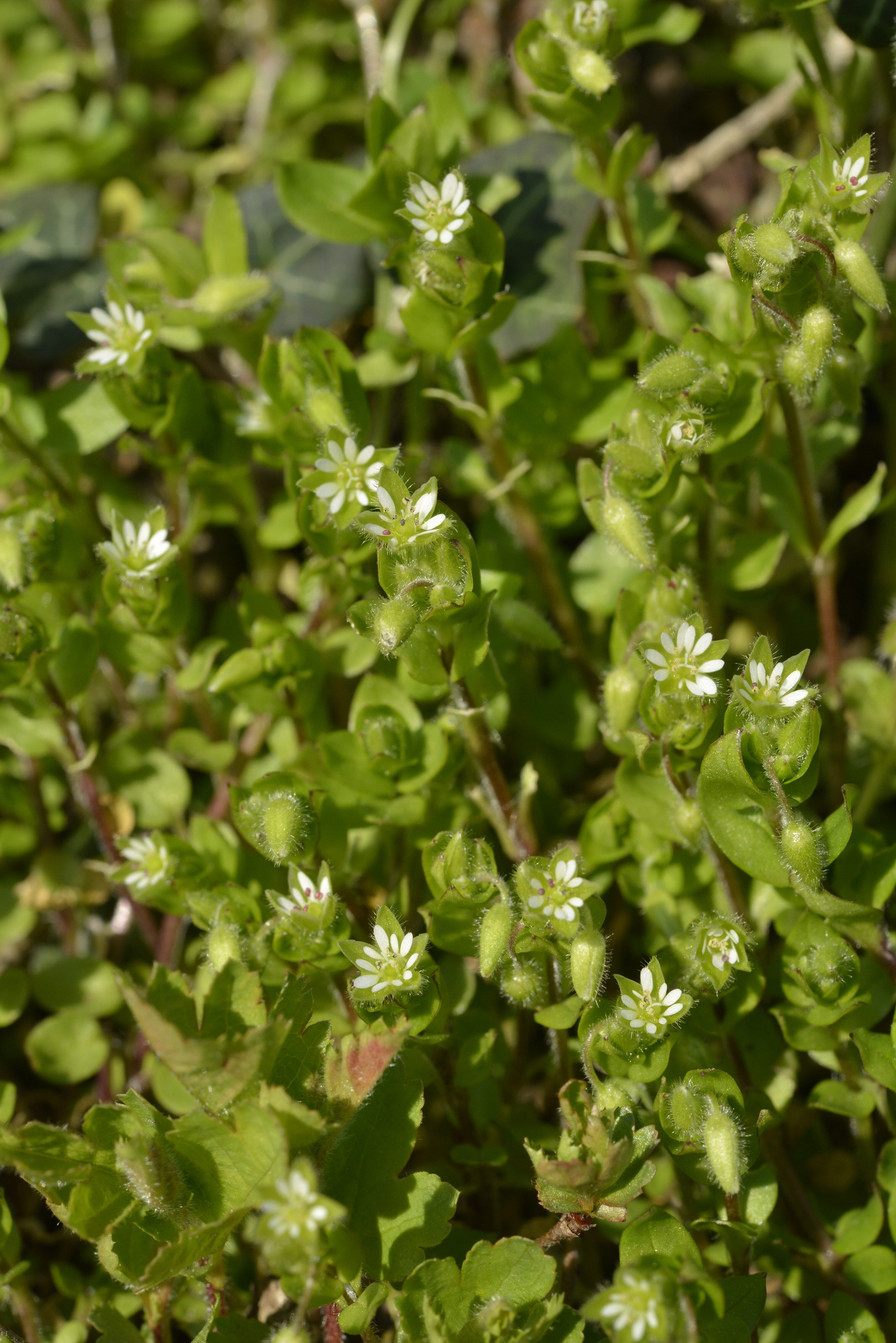 Stellaria media (L.) Vill.