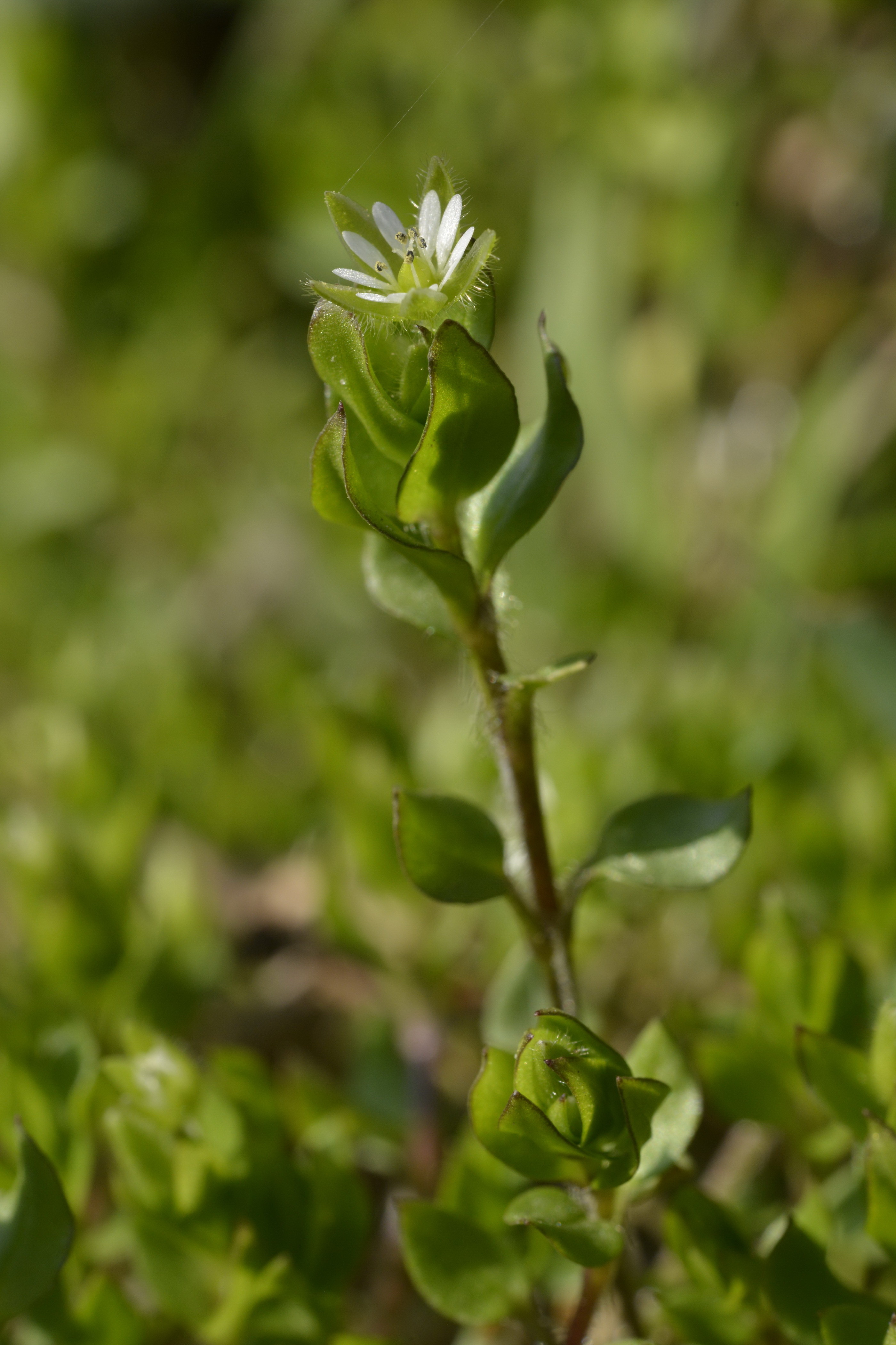Stellaria media (L.) Vill.