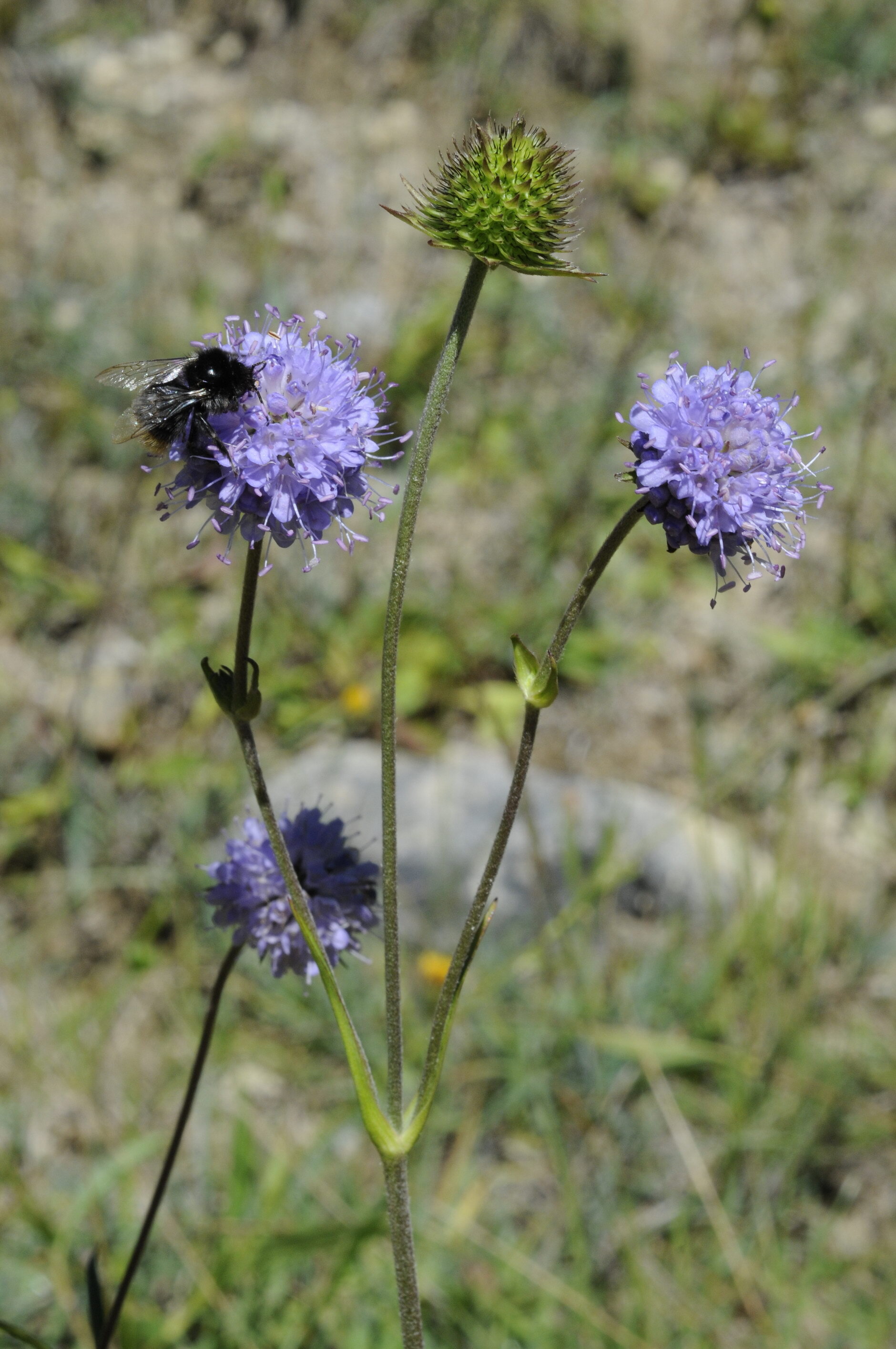 Succisa pratensis Moench