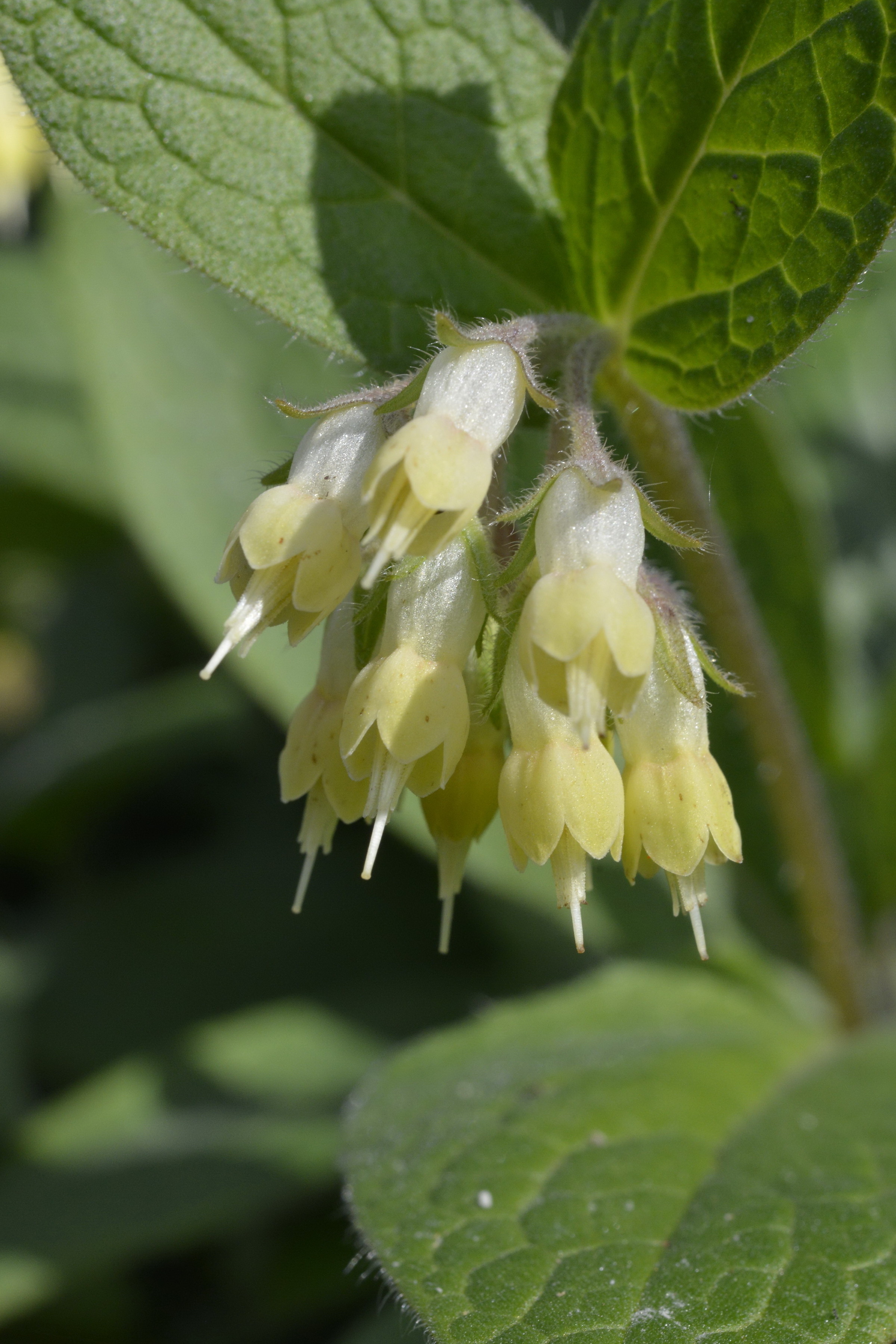 Symphytum bulbosum K. F. Schimp.