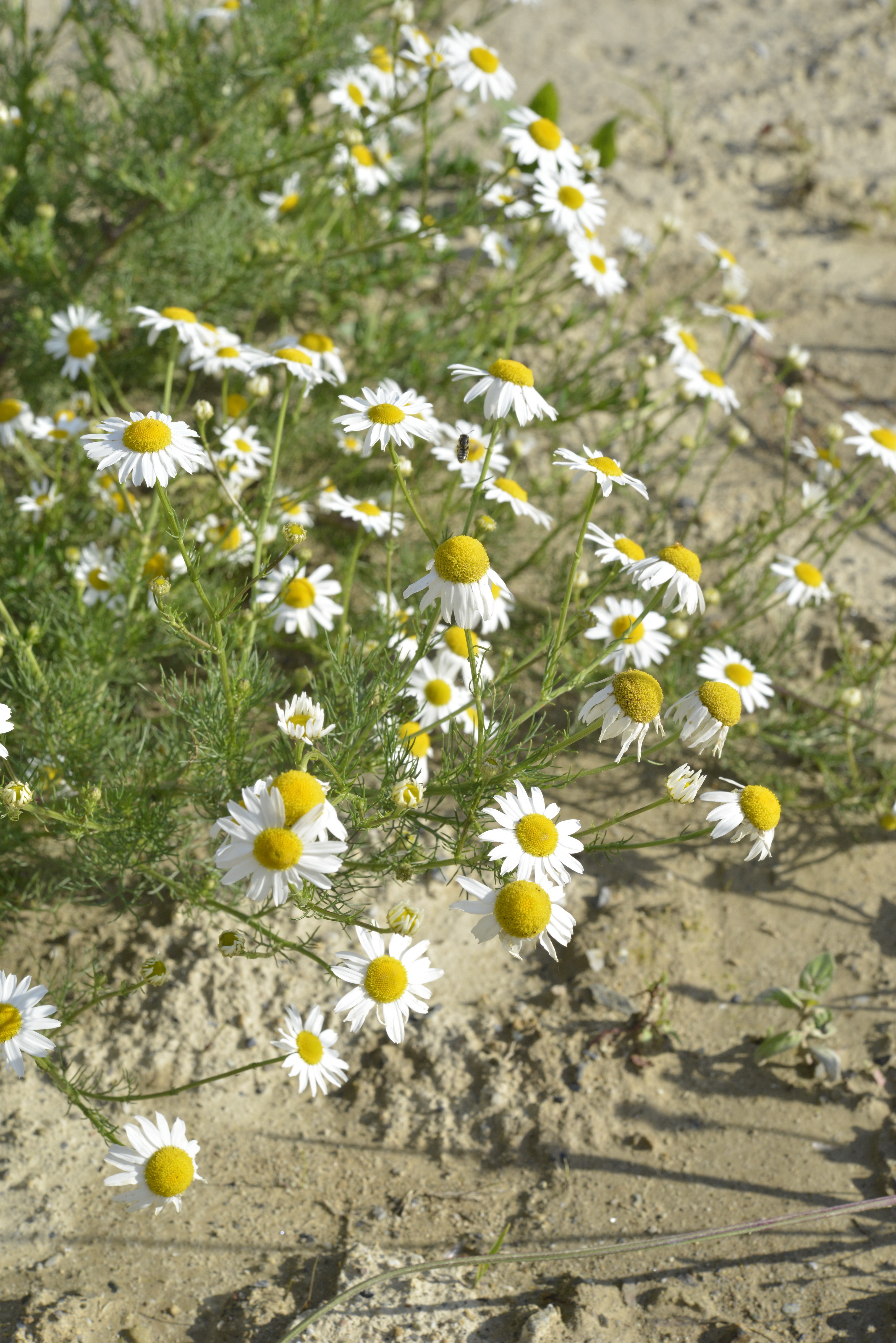Tripleurospermum inodorum (L.) Sch. Bip.