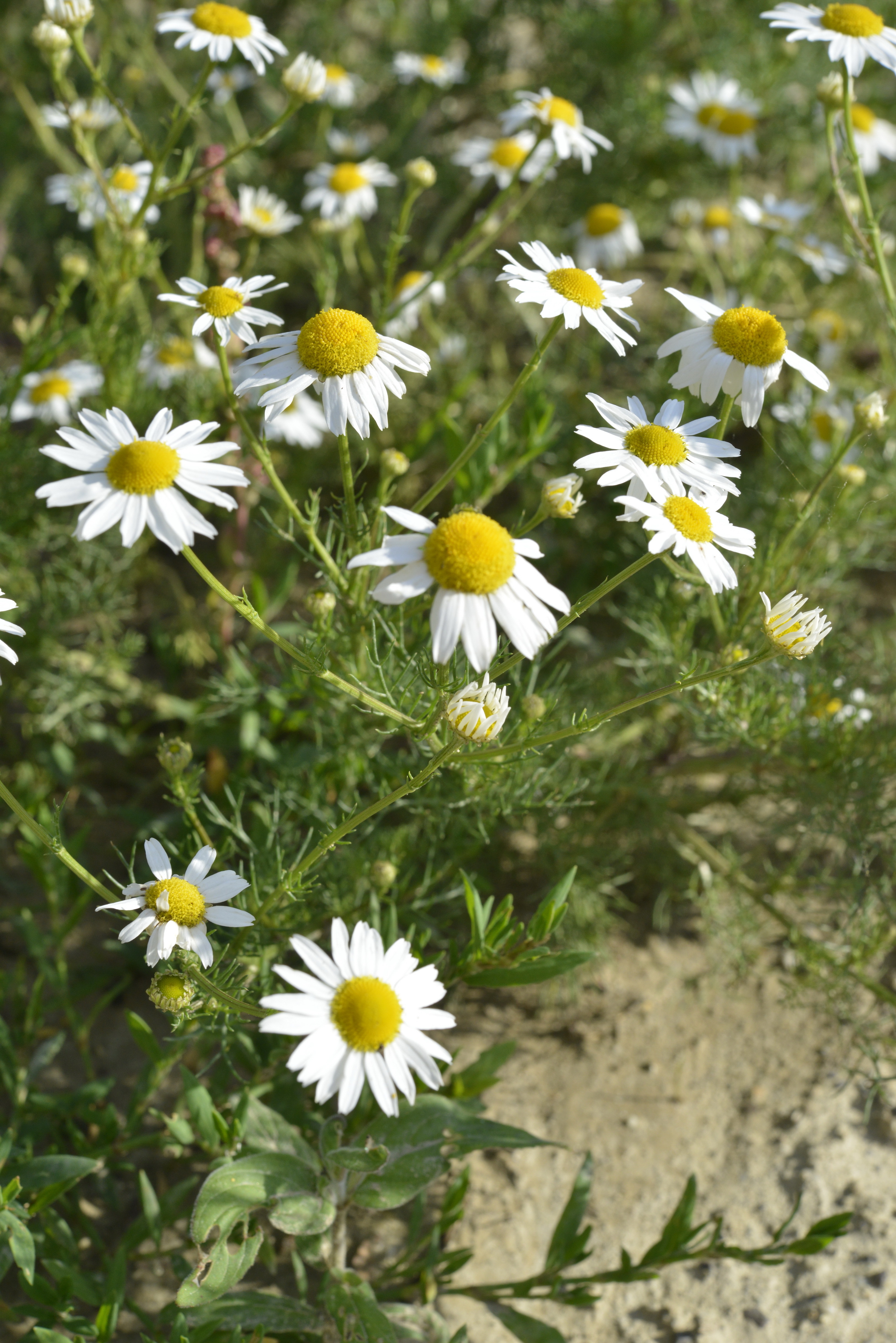 Tripleurospermum inodorum (L.) Sch. Bip.
