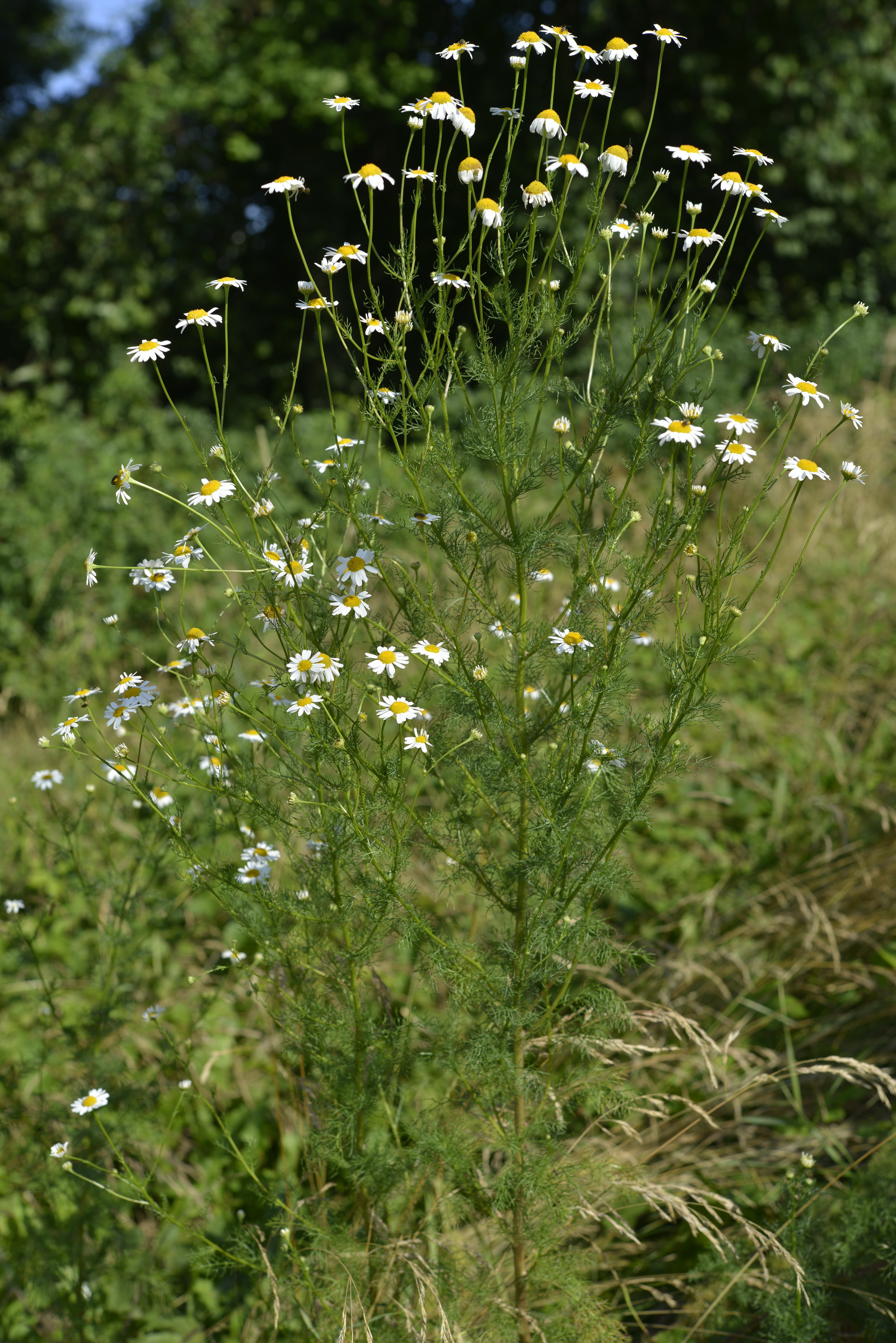 Tripleurospermum inodorum (L.) Sch. Bip.