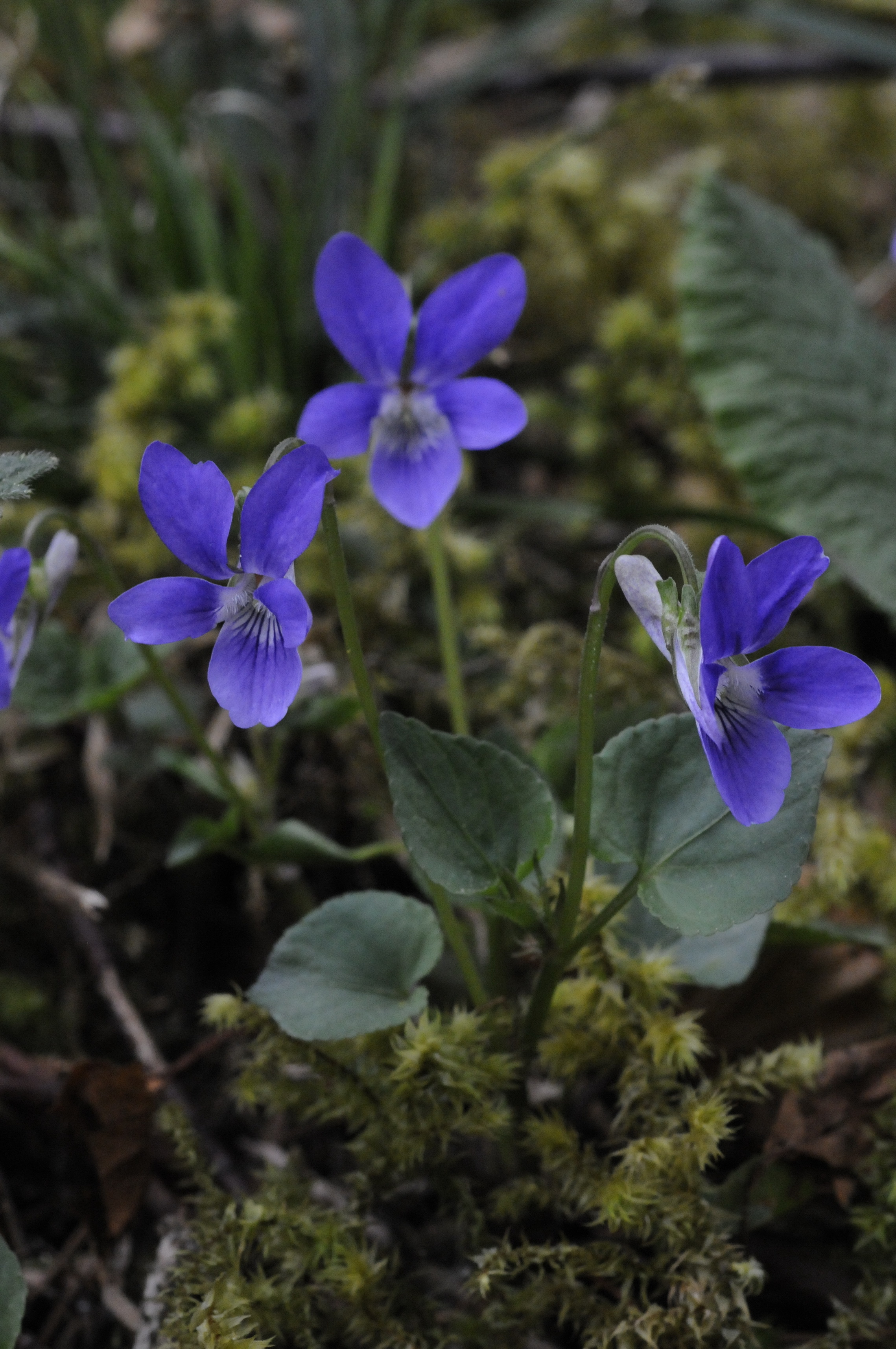 Viola riviniana Rchb.