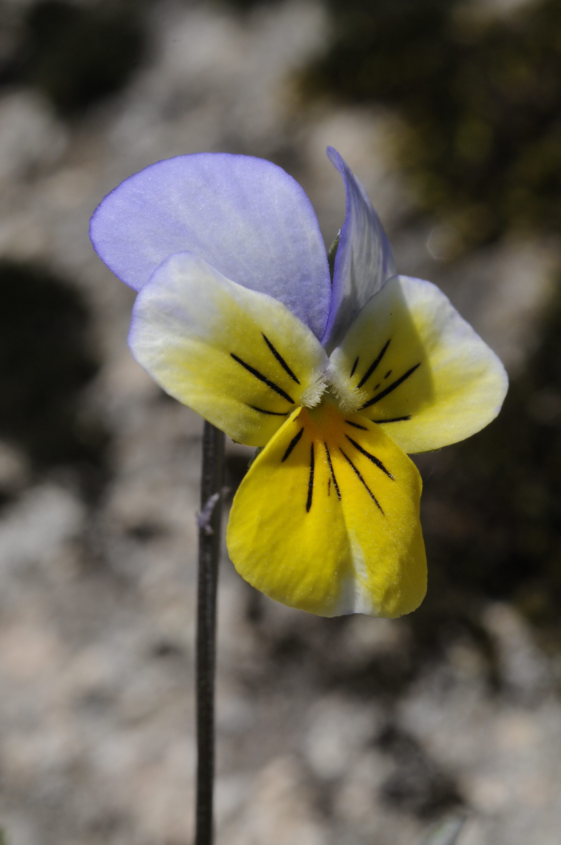 Viola tricolor L.