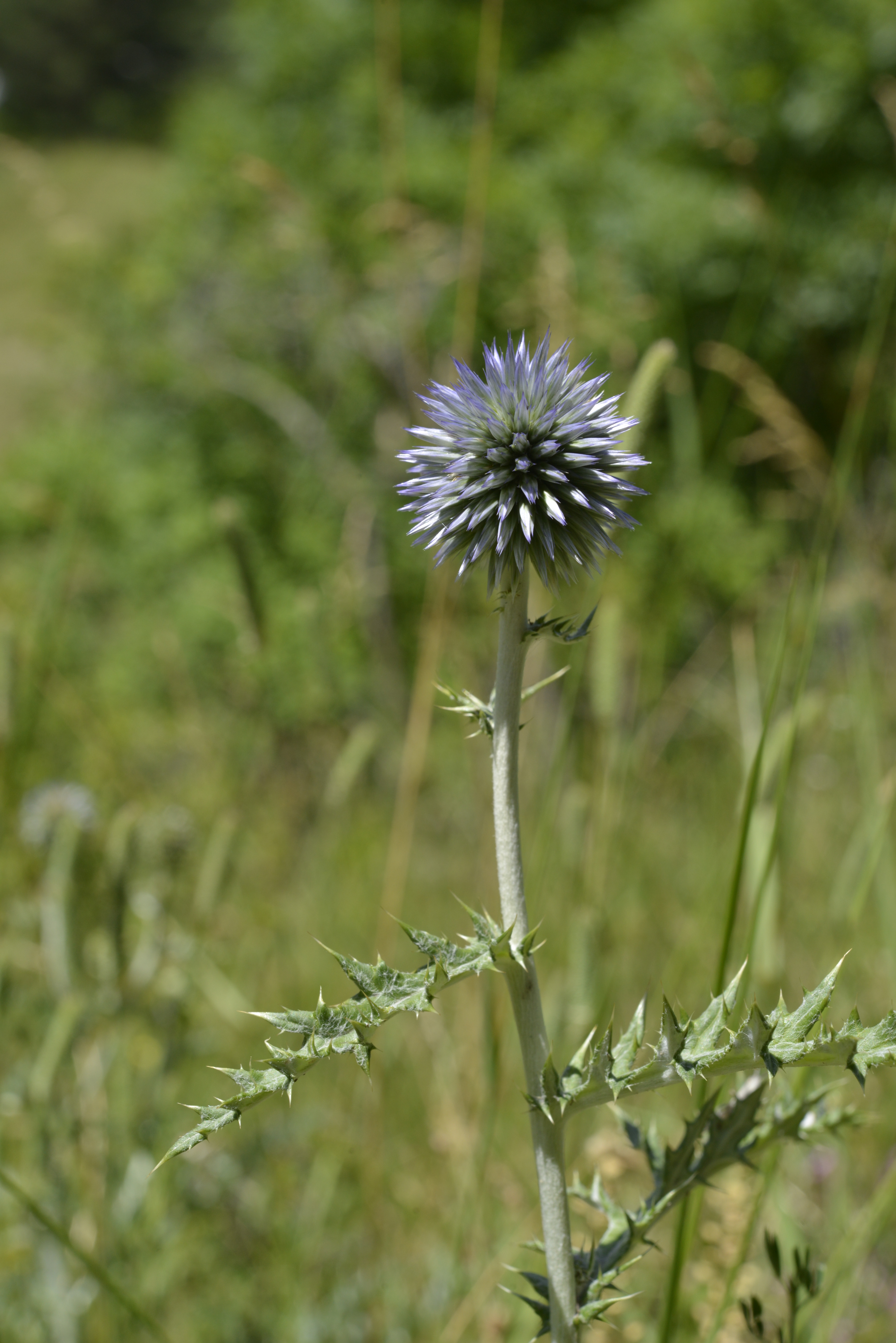 Echinops ritro L.