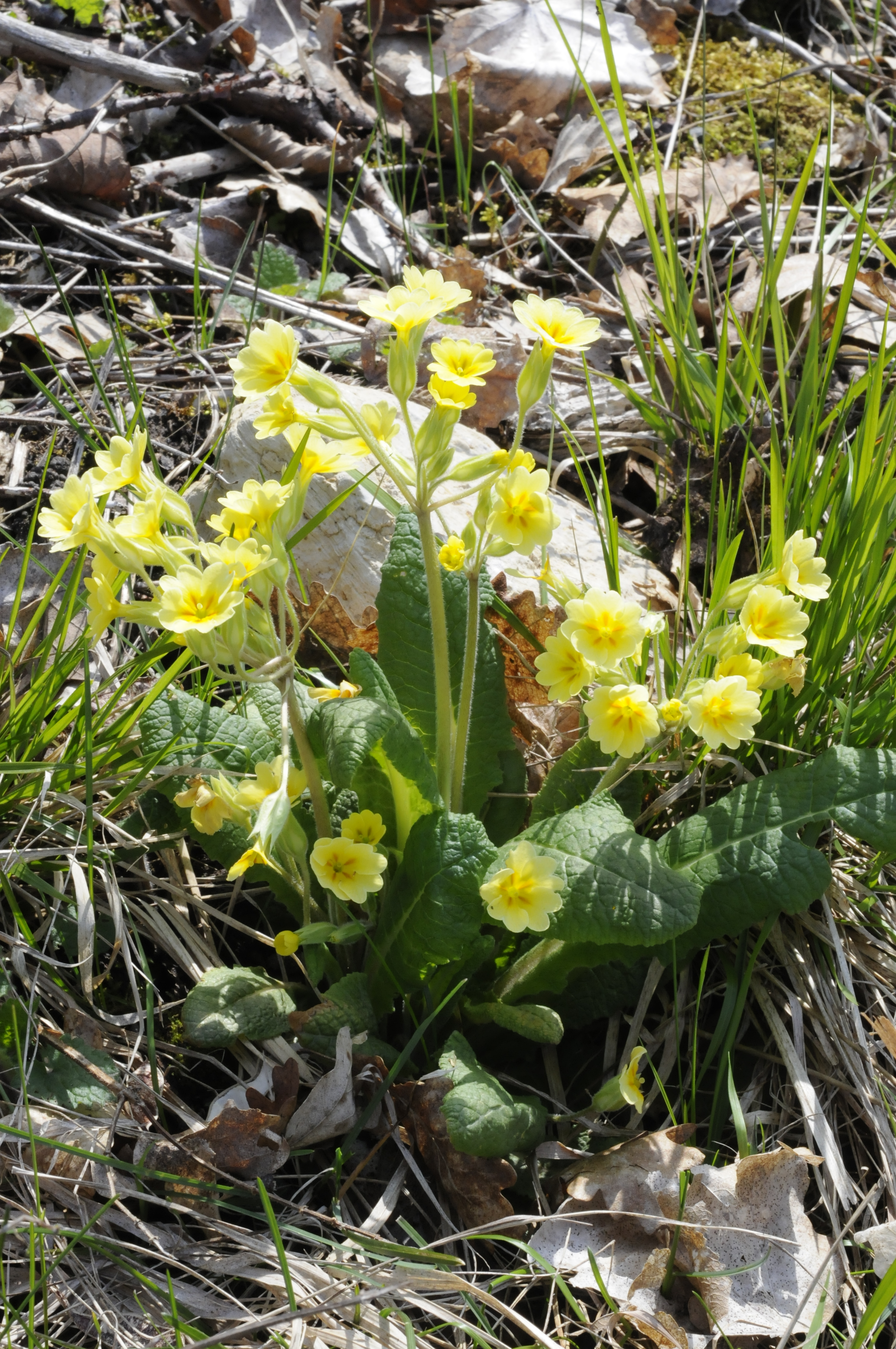 Primula acaulis (L.) L.