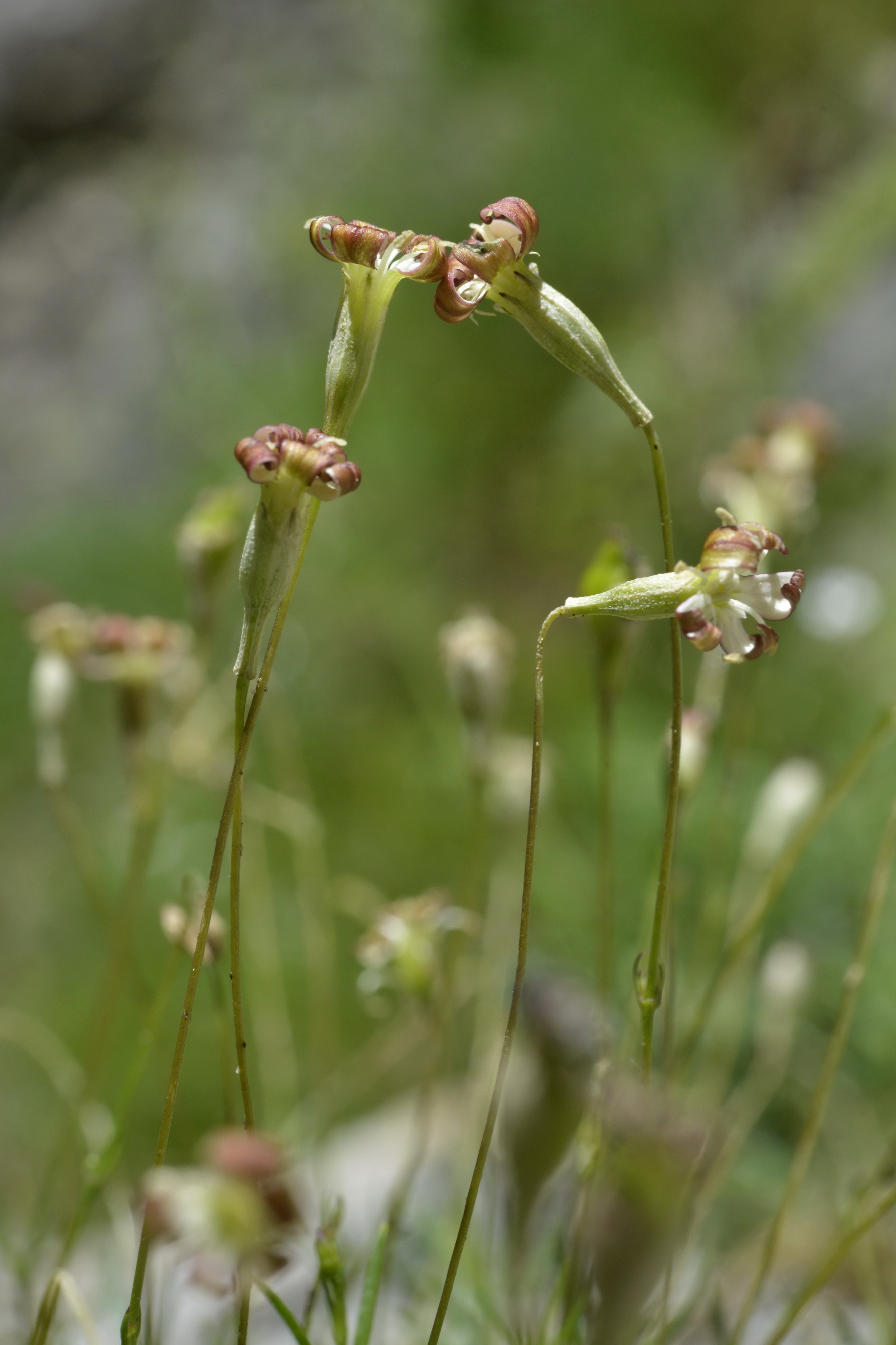 silene-saxifraga-l