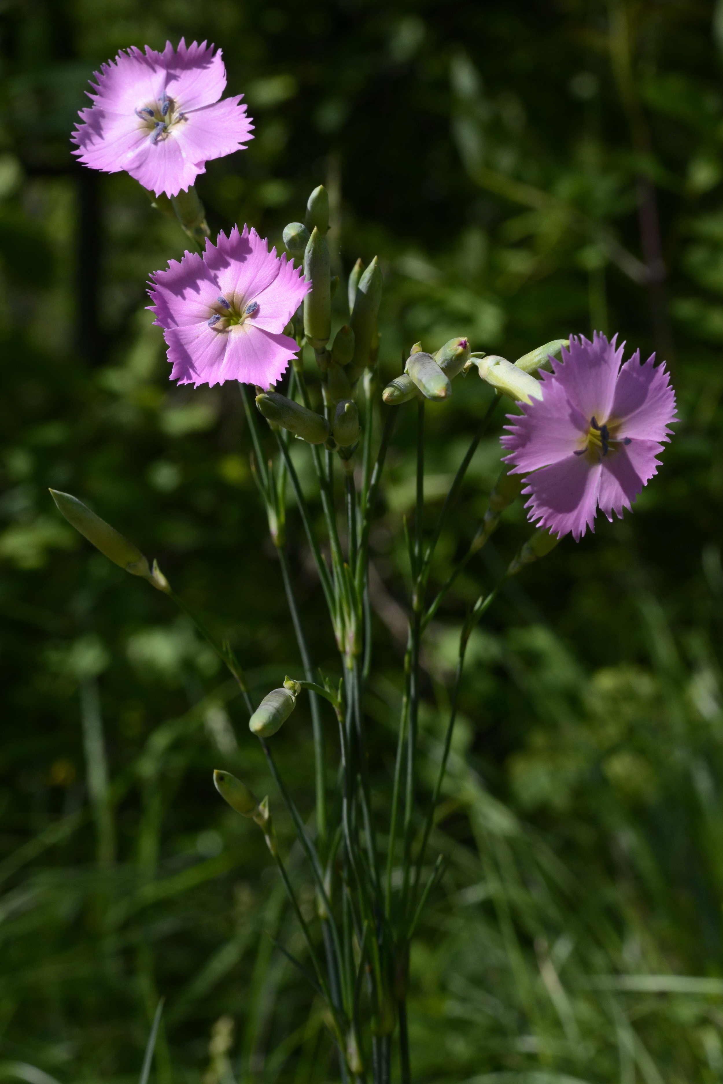Dianthus caryophyllus L.