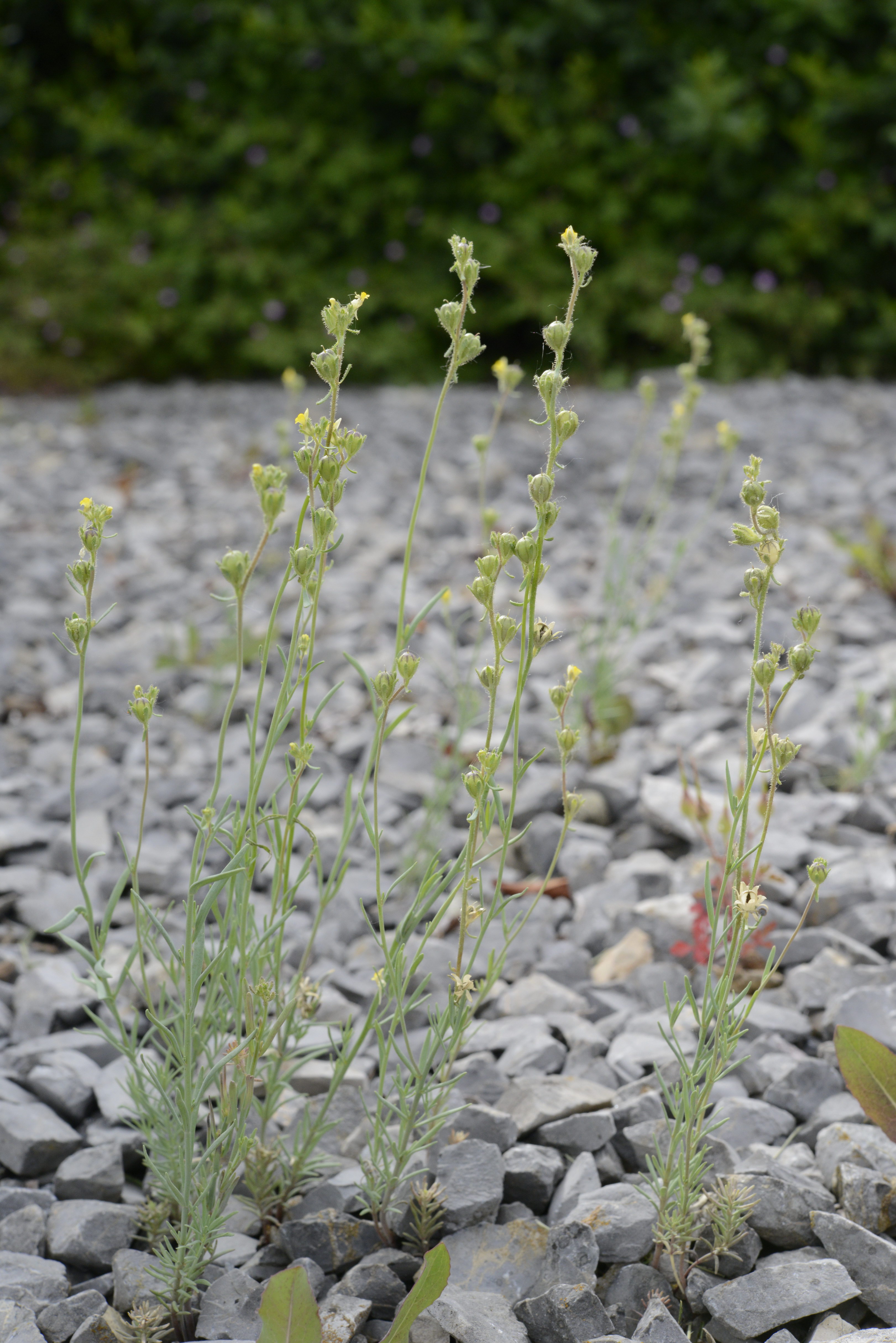 Linaria simplex (Willd.) DC.