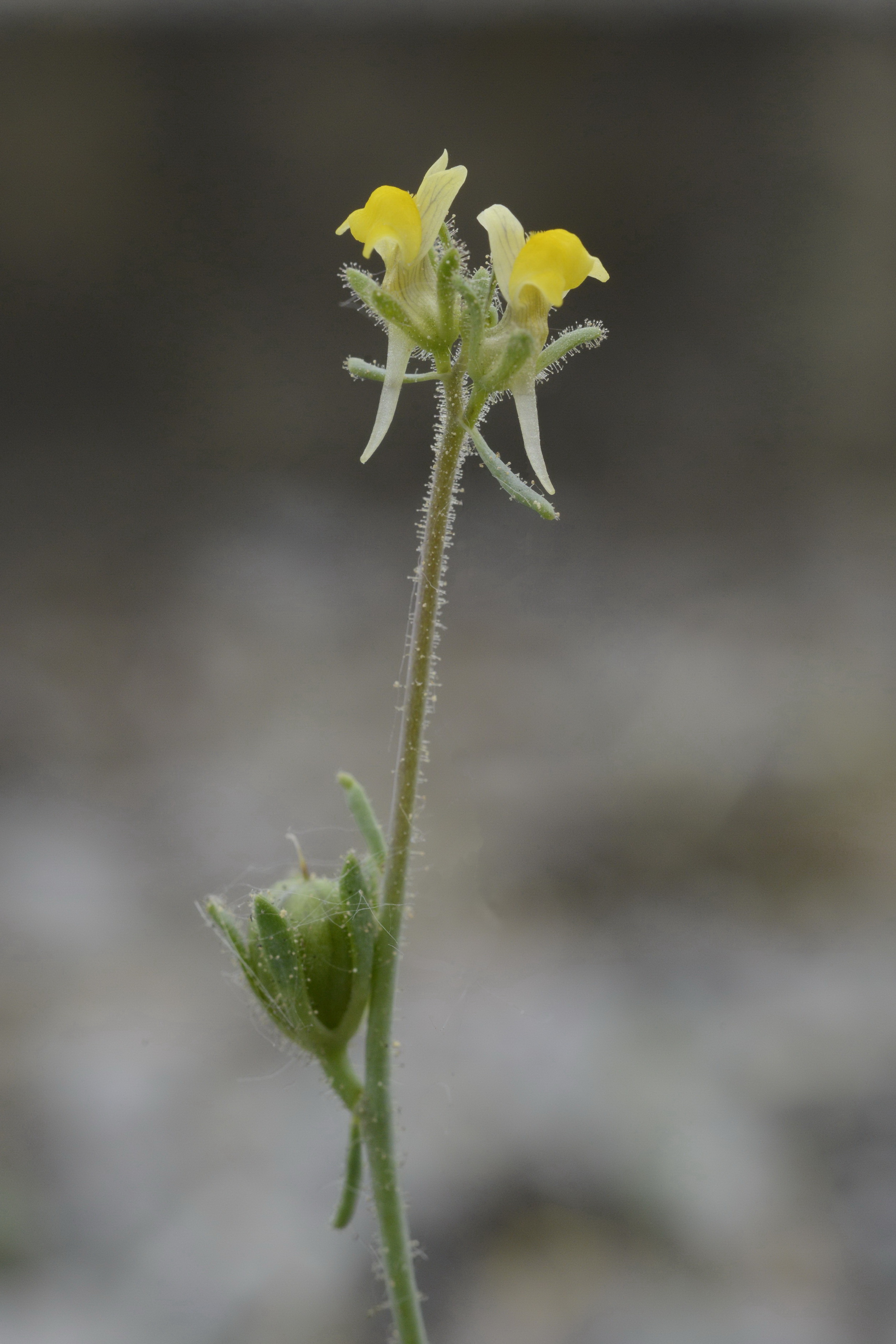 Linaria simplex (Willd.) DC.