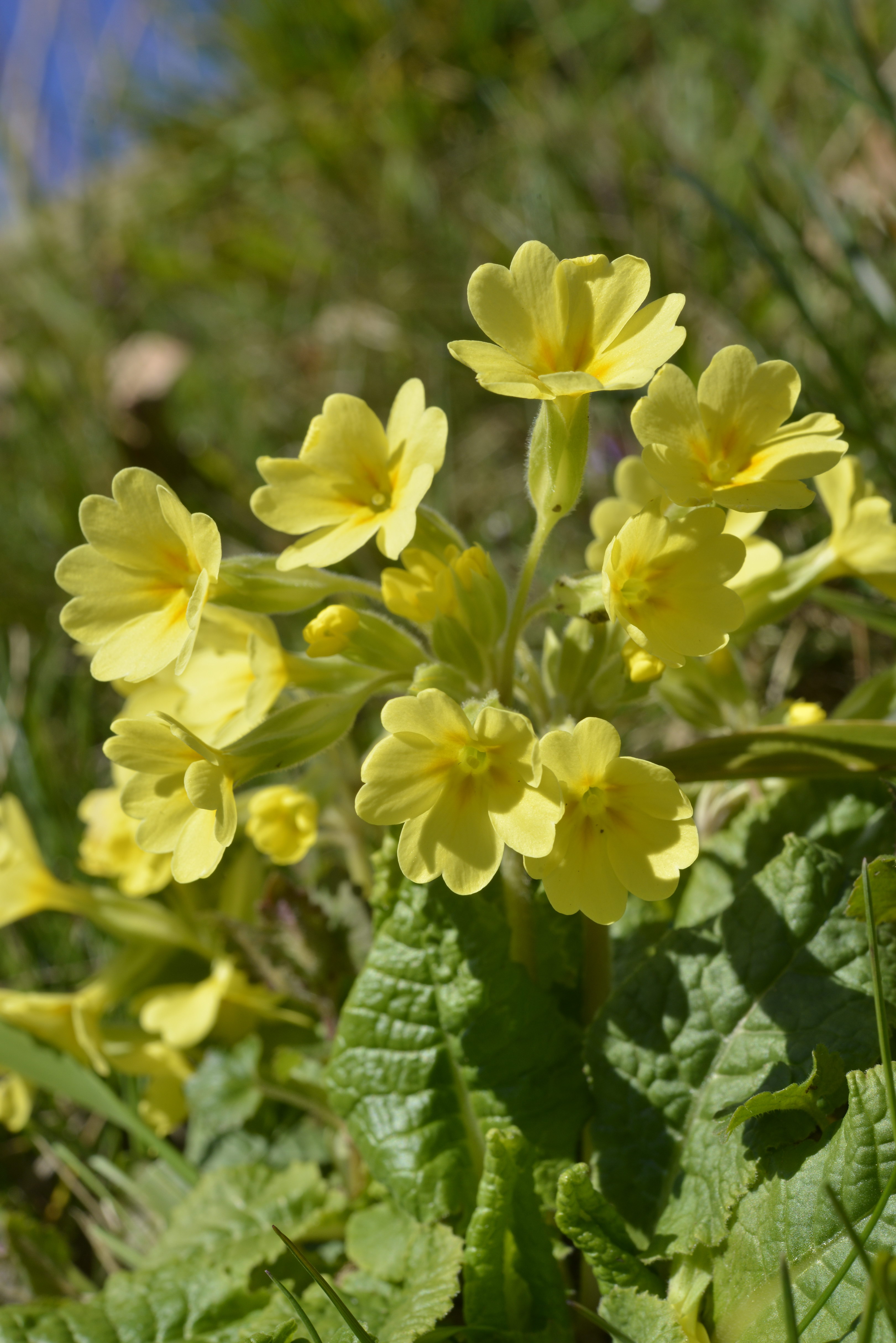 Primula acaulis (L.) L.