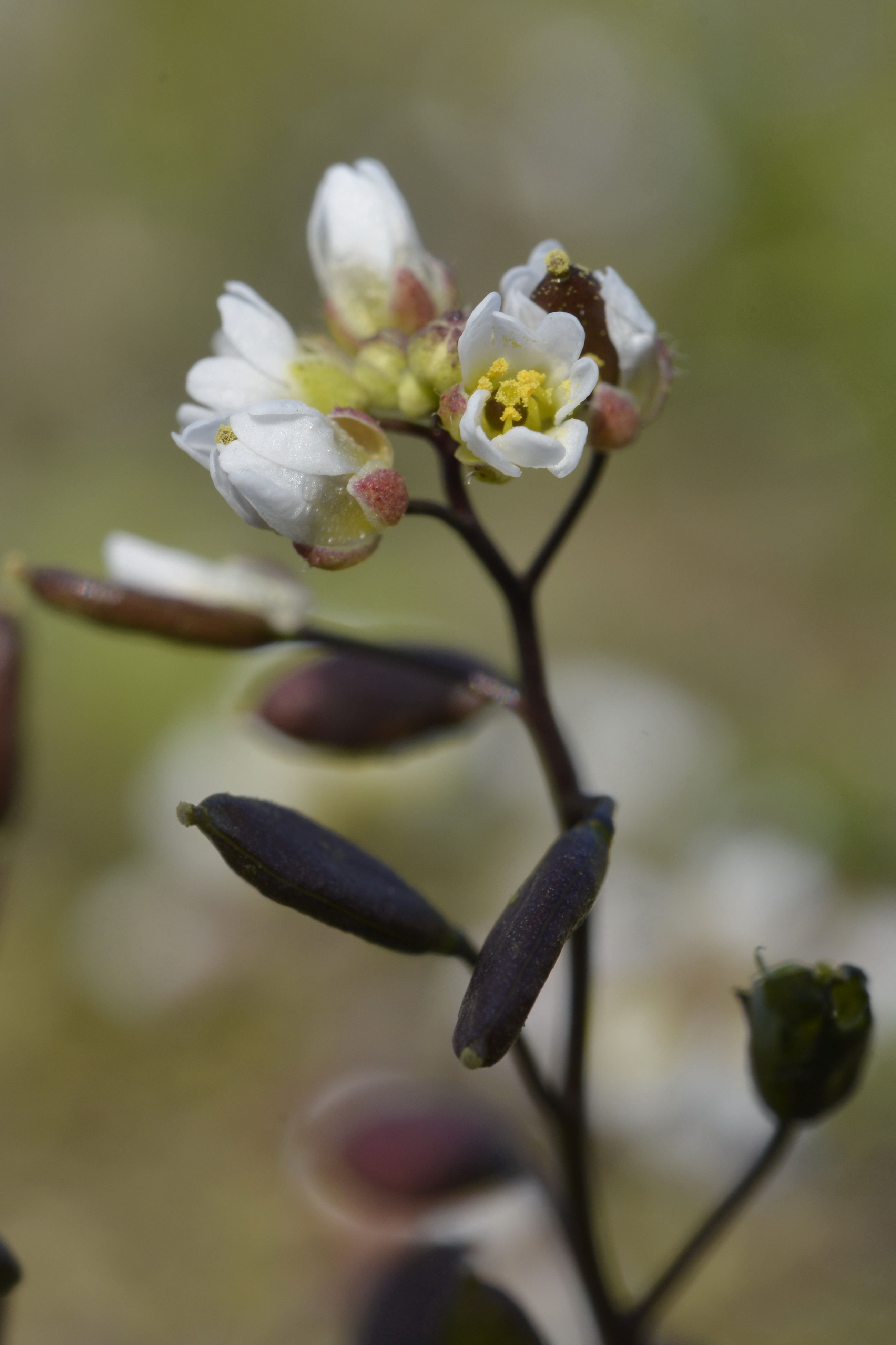 Erophila verna (L.) DC.