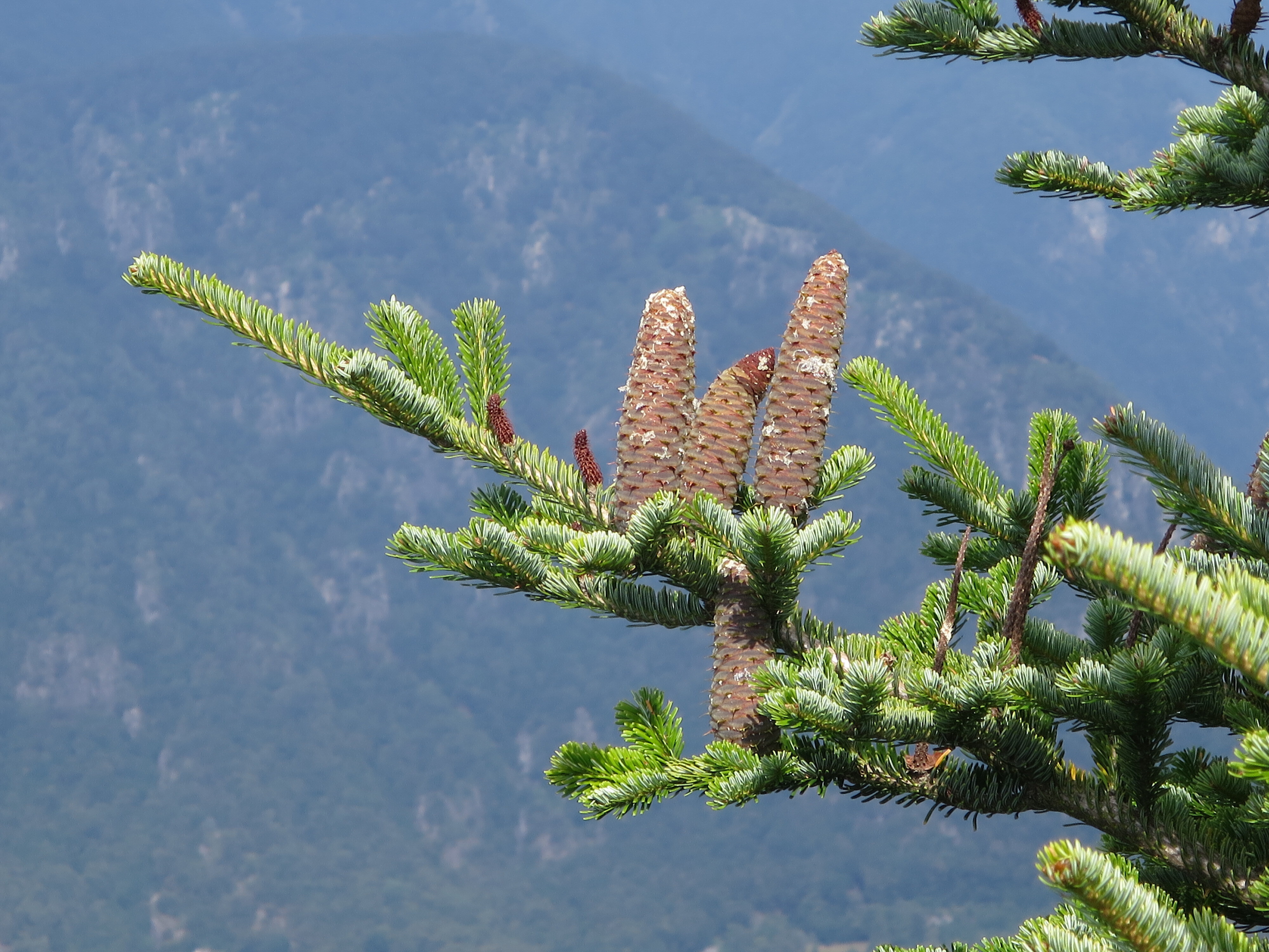 Abies alba Mill.
