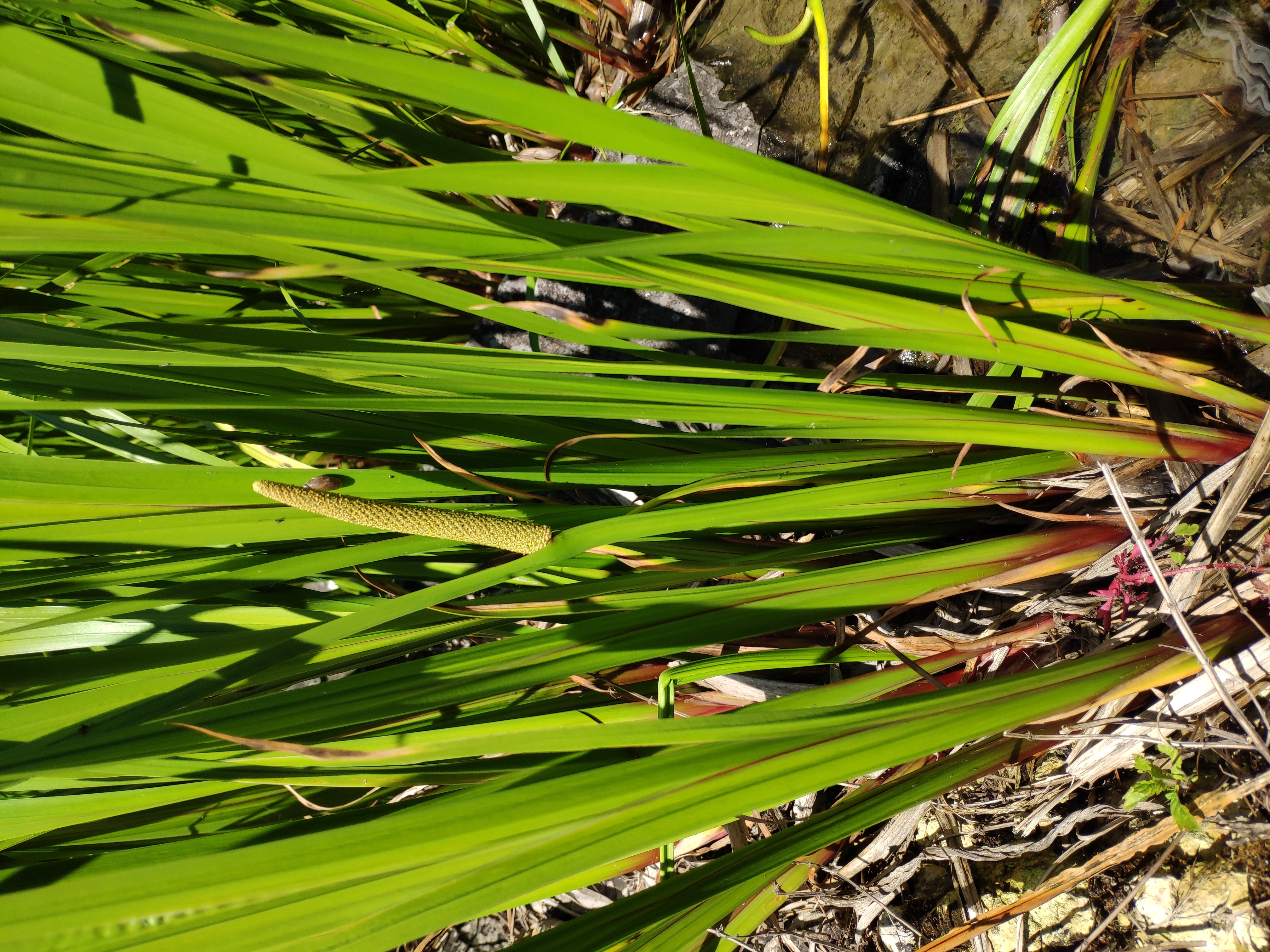 Acorus calamus L.