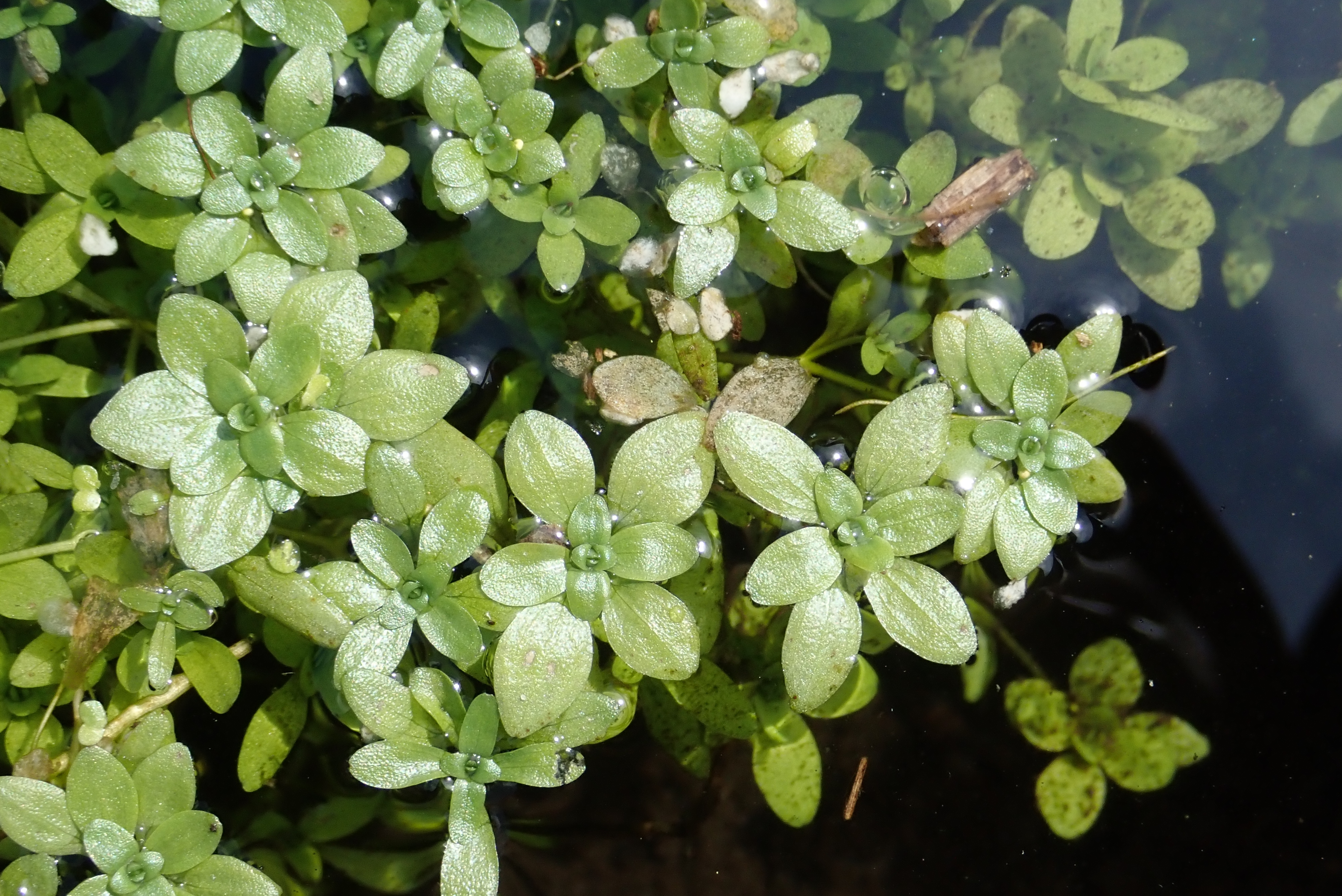 Callitriche platycarpa Kütz.