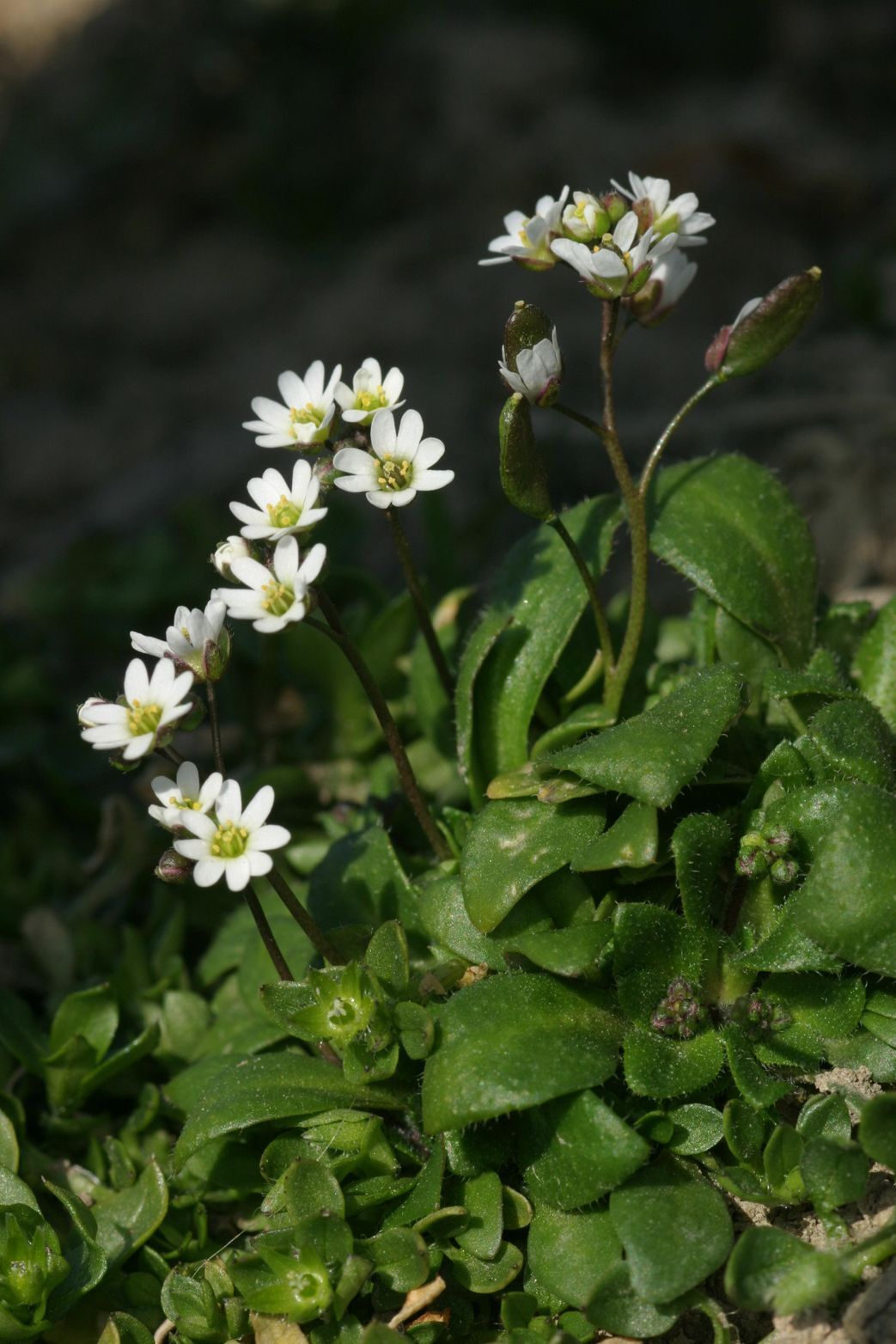 Erophila verna aggr.