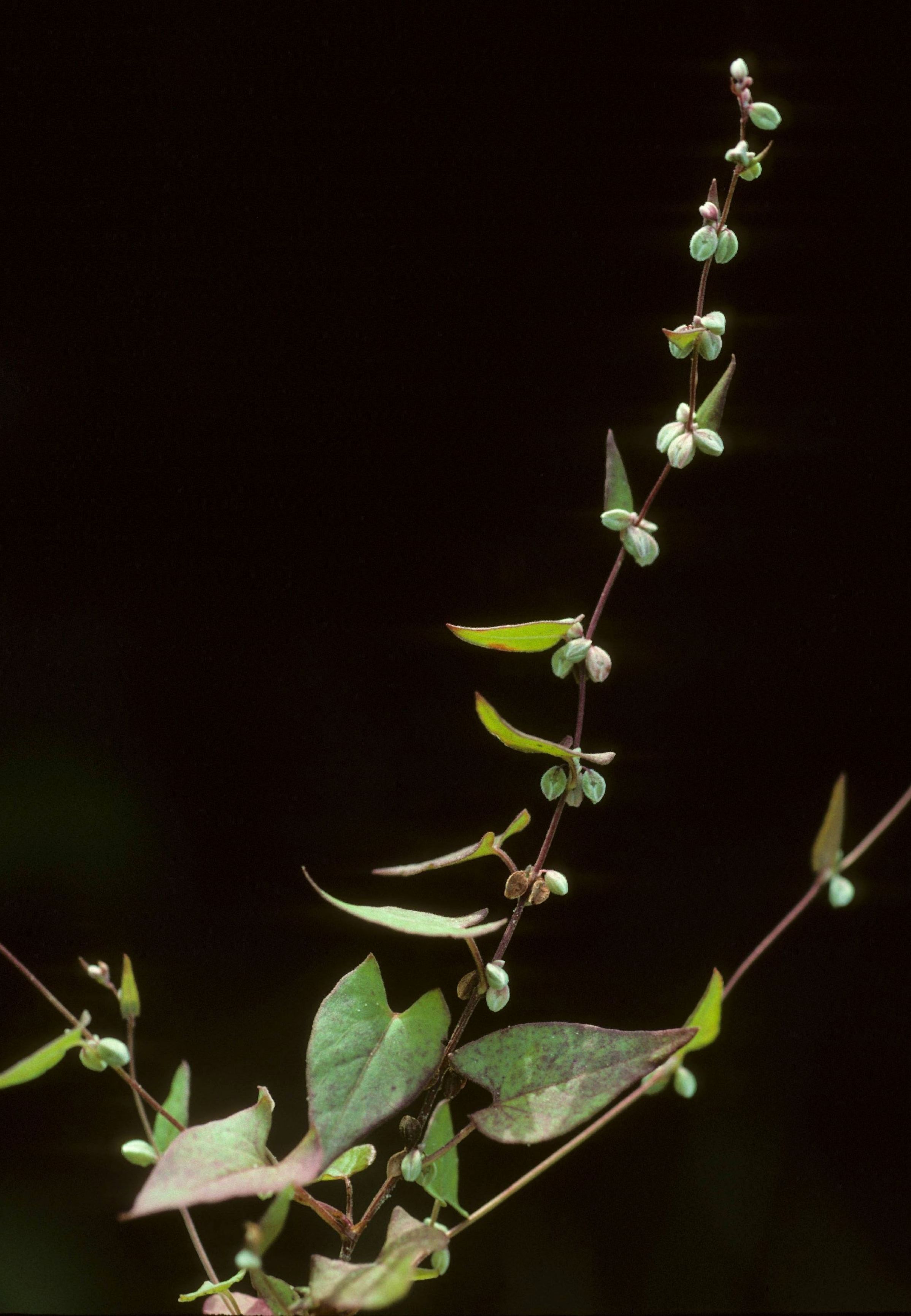 Fallopia convolvulus (L.) Á. Löve