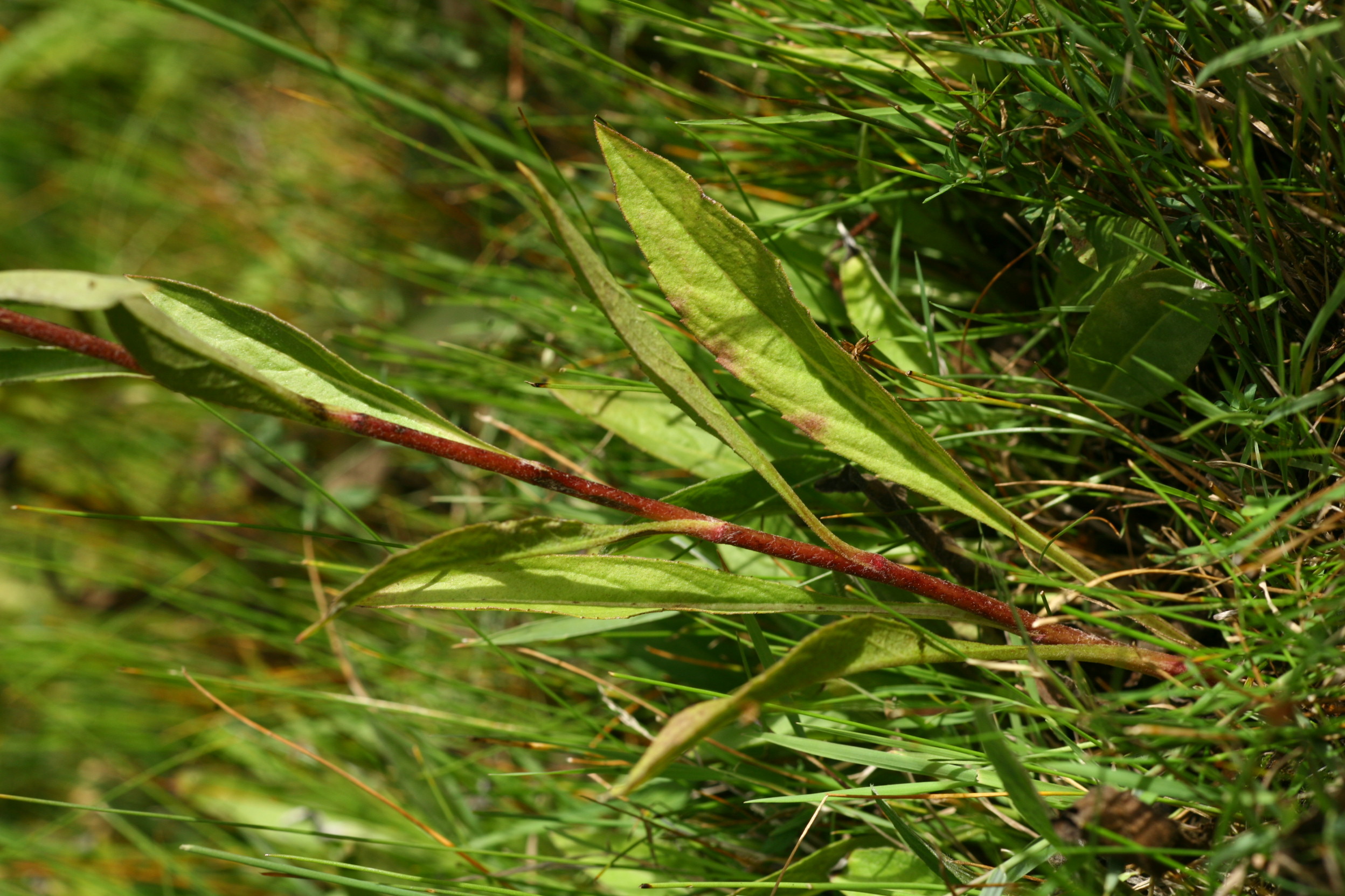 Inula Invasive Inula britannica L.