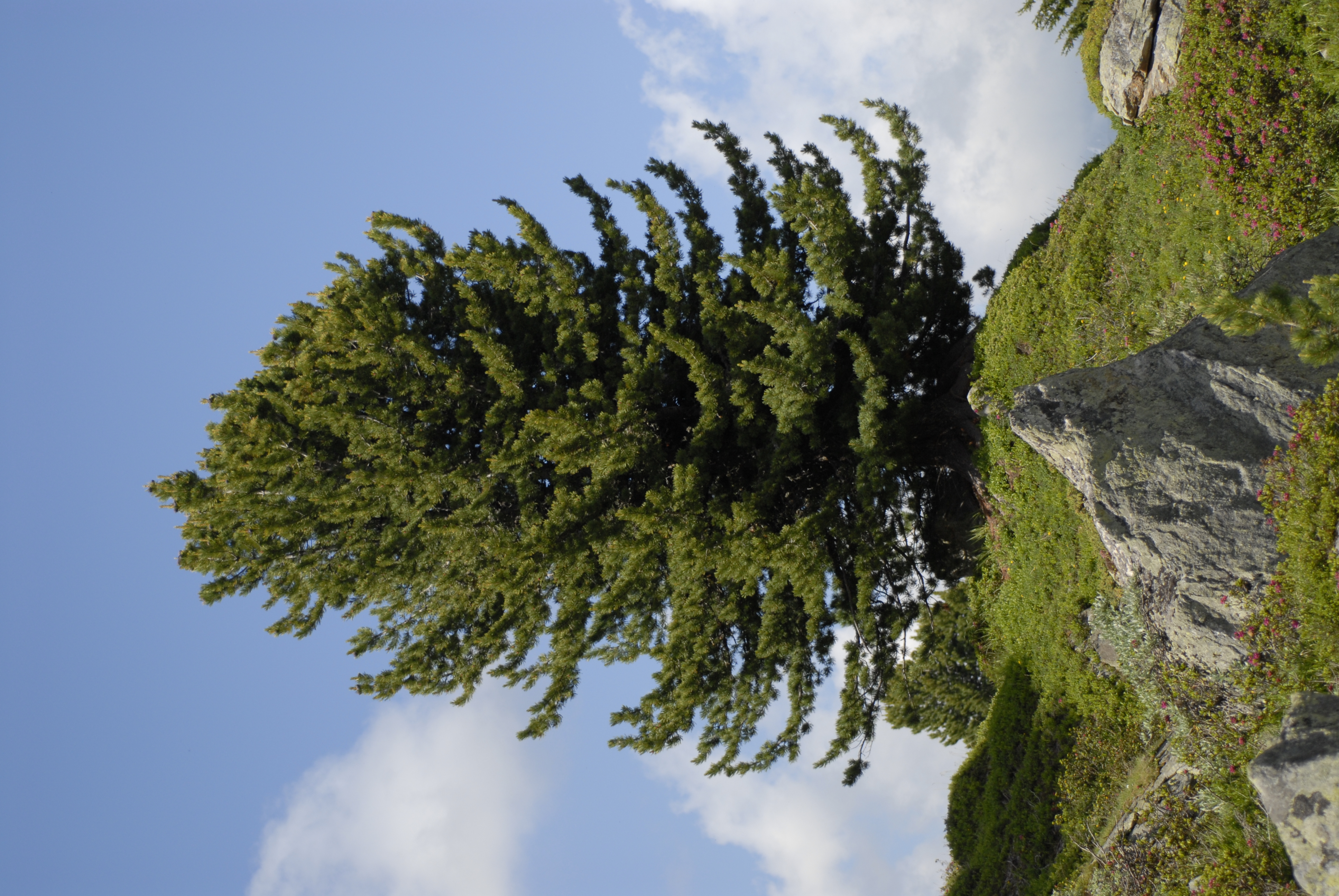 Pinus Cem Pinus cembra L.