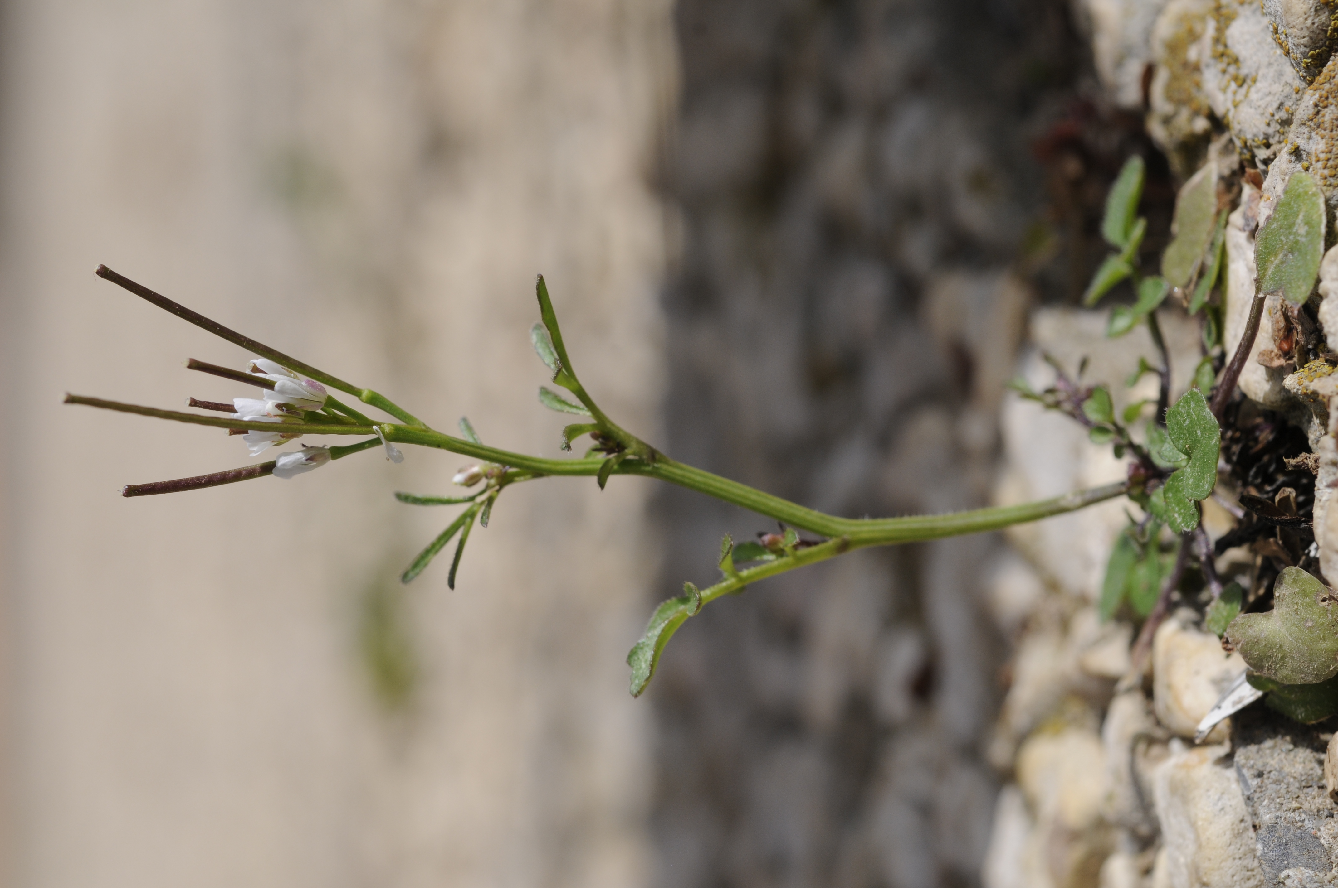 Cardamine hirsuta L.